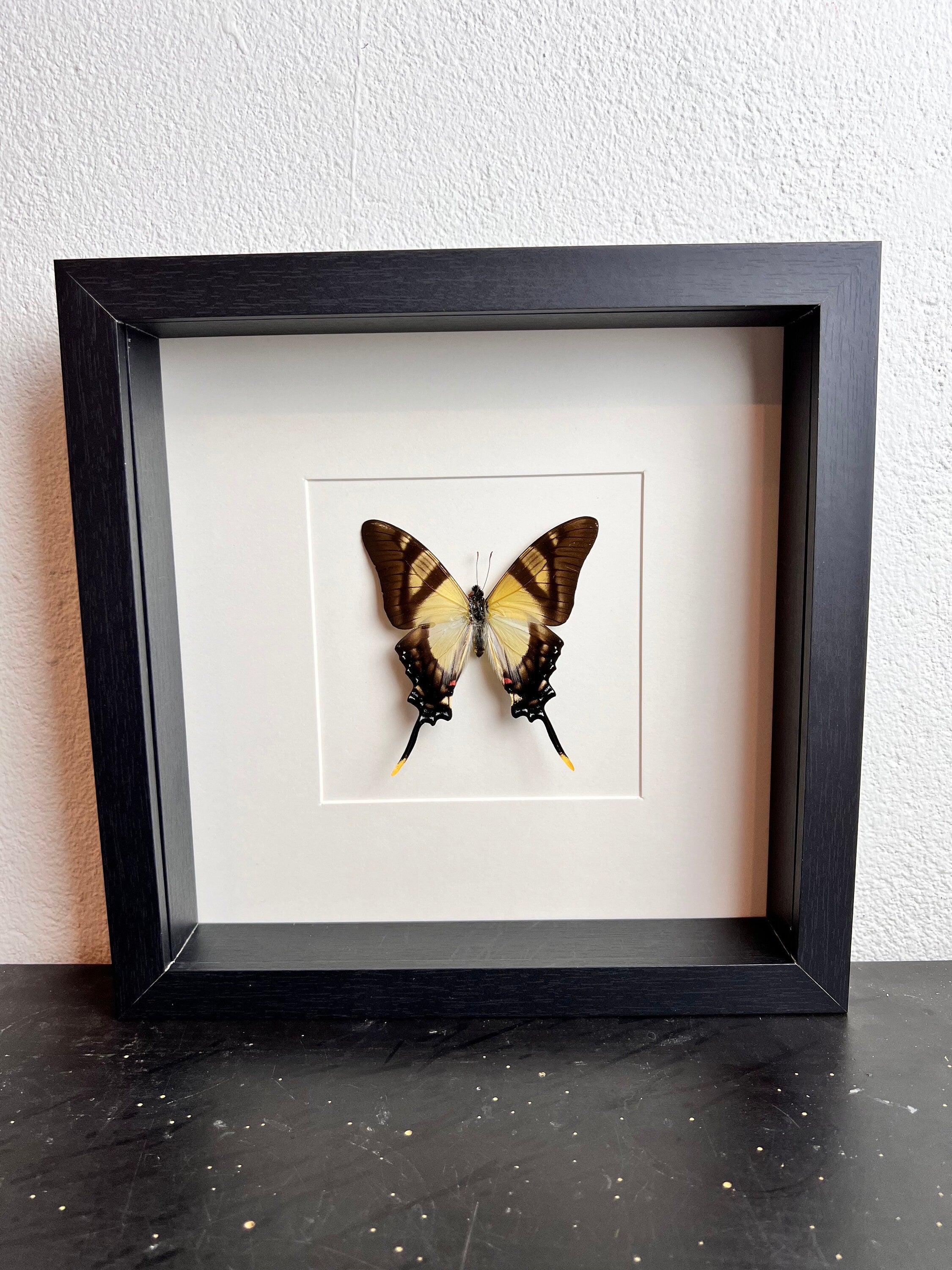 Eurytides Serville in lijst