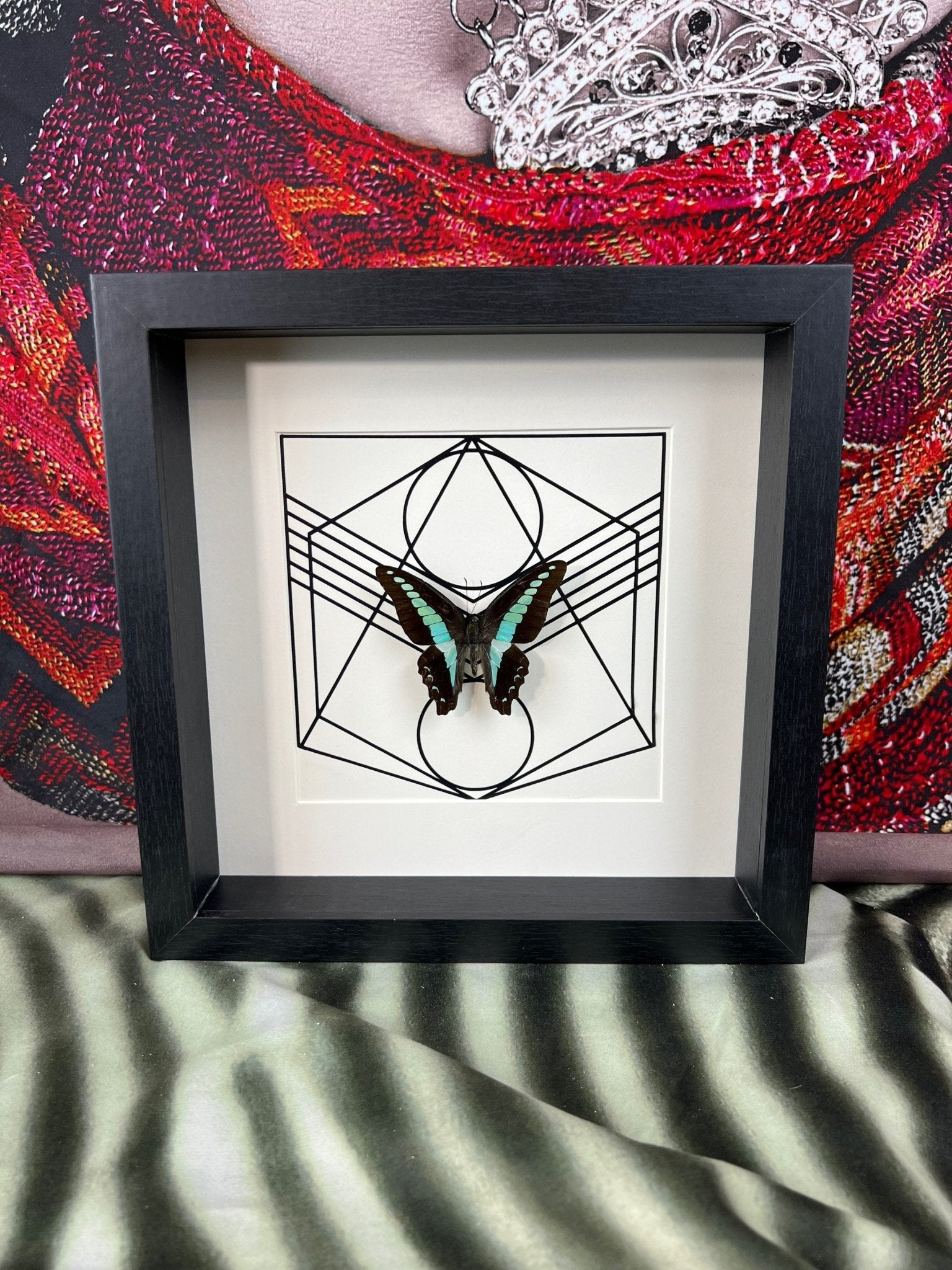 Graphium Sarpedon im Rahmen von KEY LIME STORE
