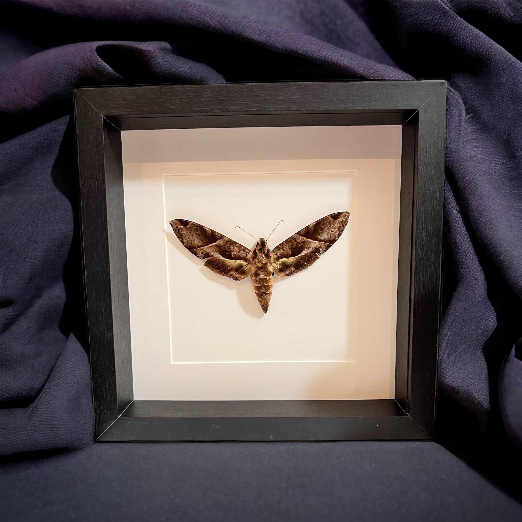 Eumorpha Triangulum mot in lijst