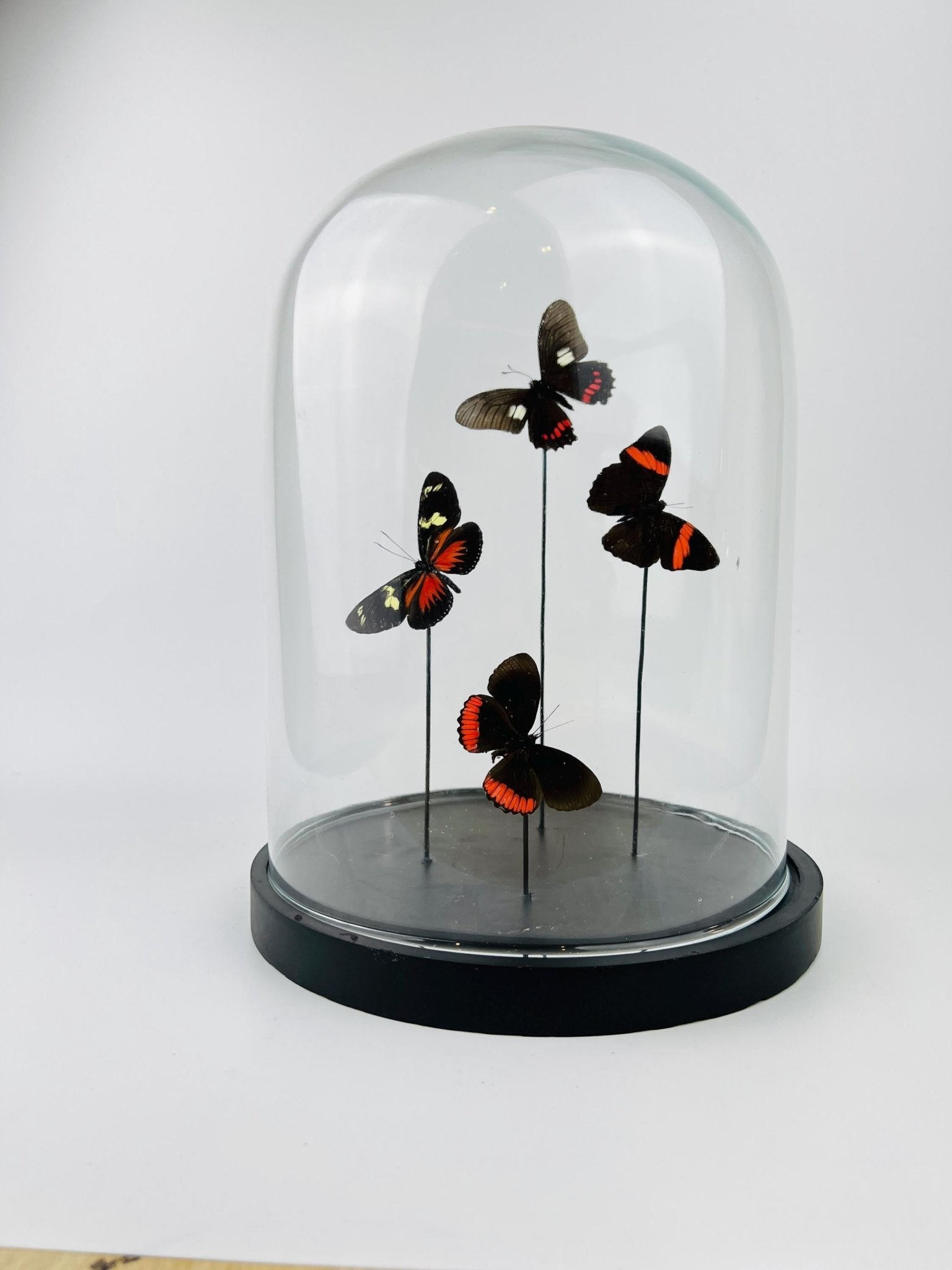 Mix vlinders in stolp by KEY LIME STORE