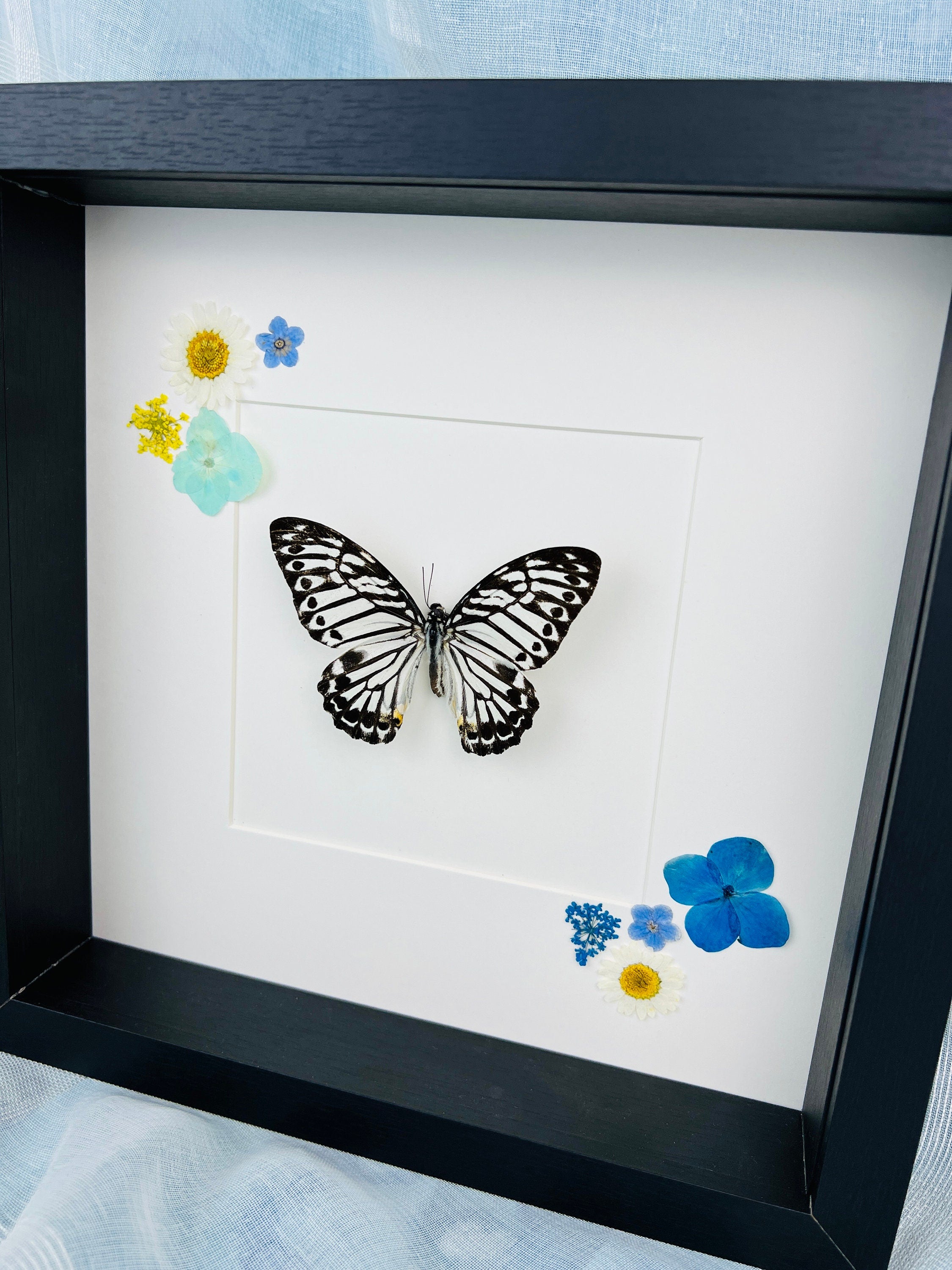 Echte vlinder | Graphium Delesserti en droogbloemen in lijst (25x25cm)