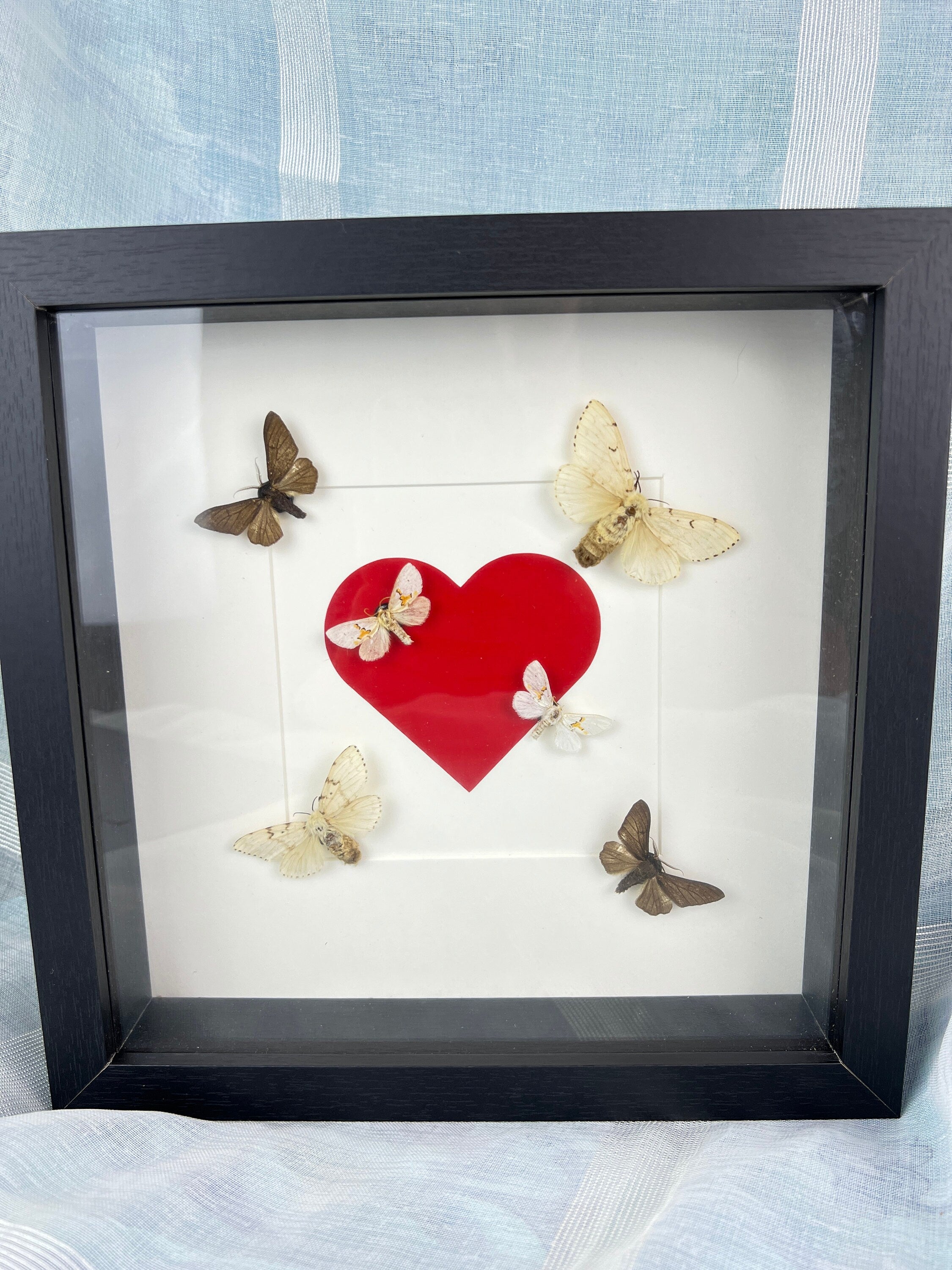 Sechs Motten in einem Rahmen