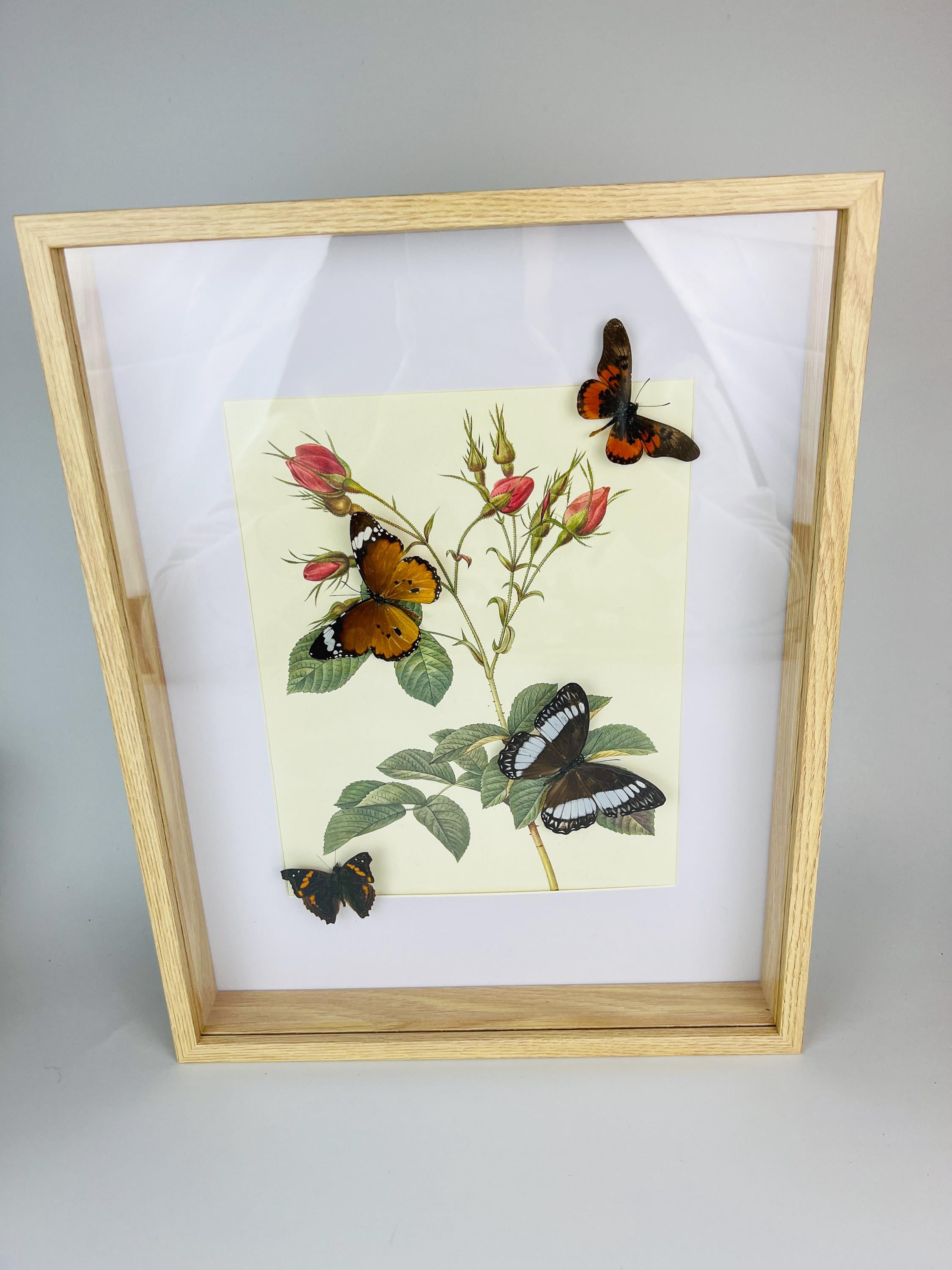 Echte Schmetterlinge auf botanischem Druck, gerahmt