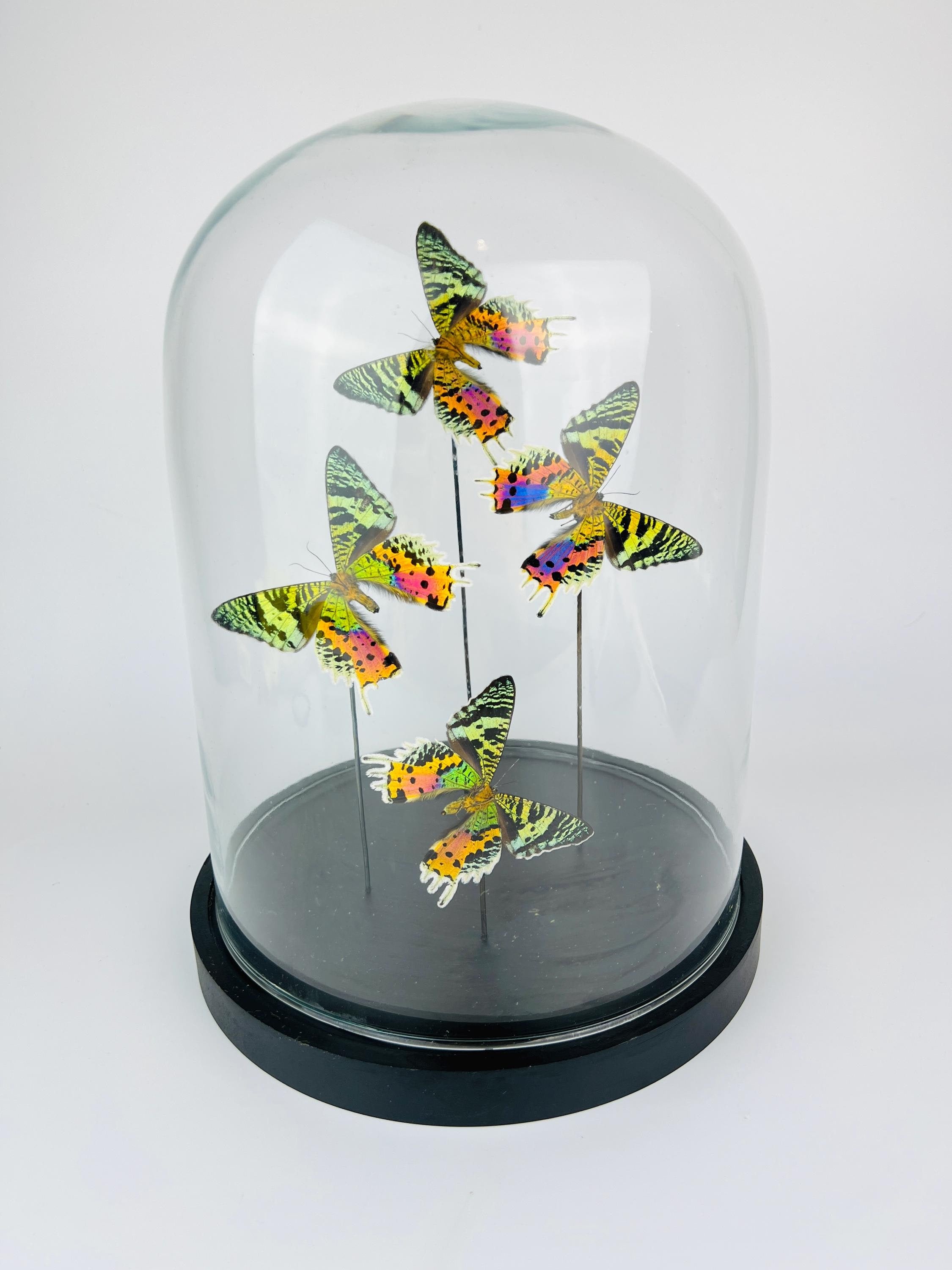 Echte vlinders Urania Ripheus (achterkant) in glazen koepel – 31 x 23 cm (12,2 x 9,1 inch)