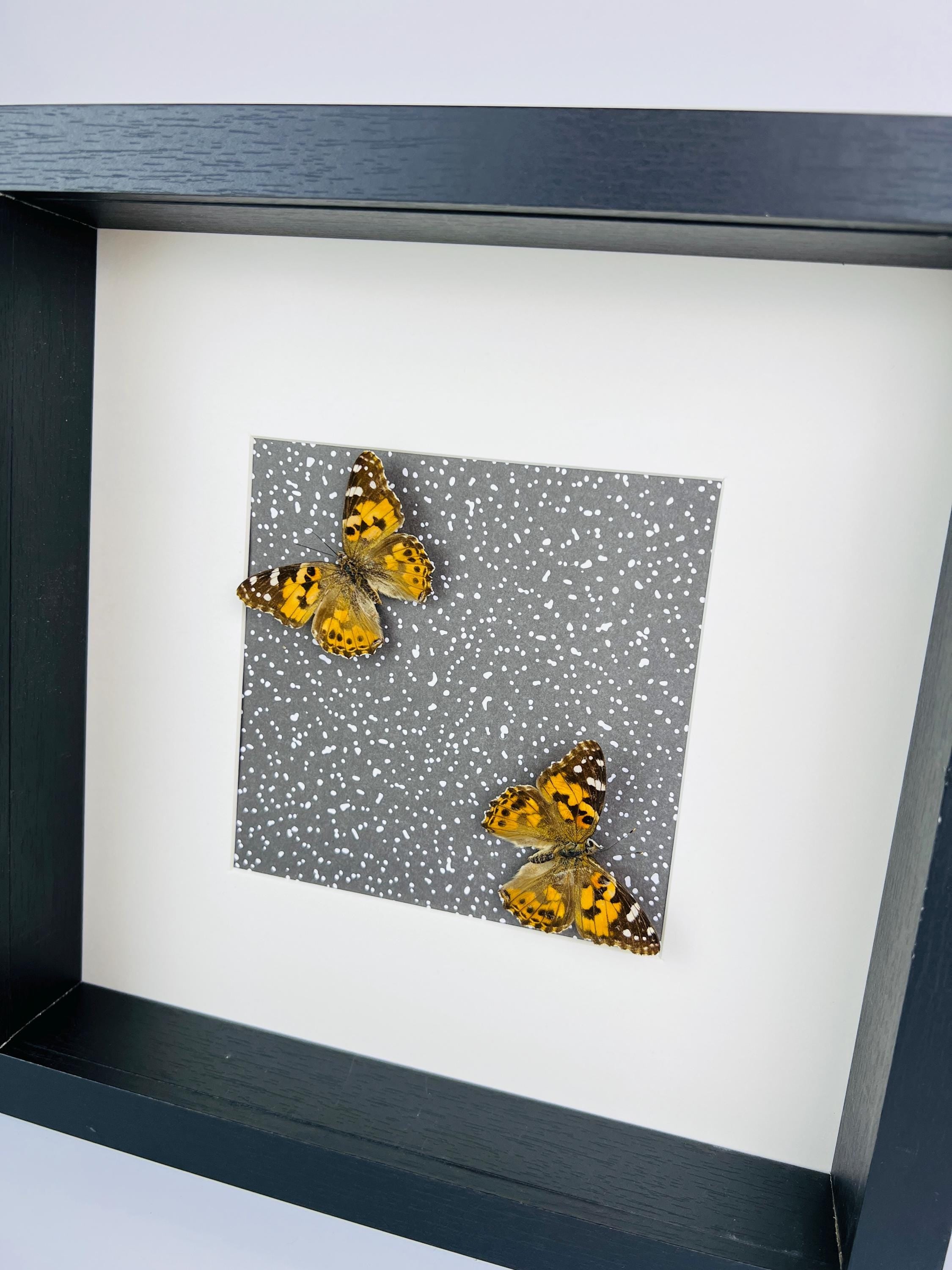 Vanessa Cardui op print in lijst