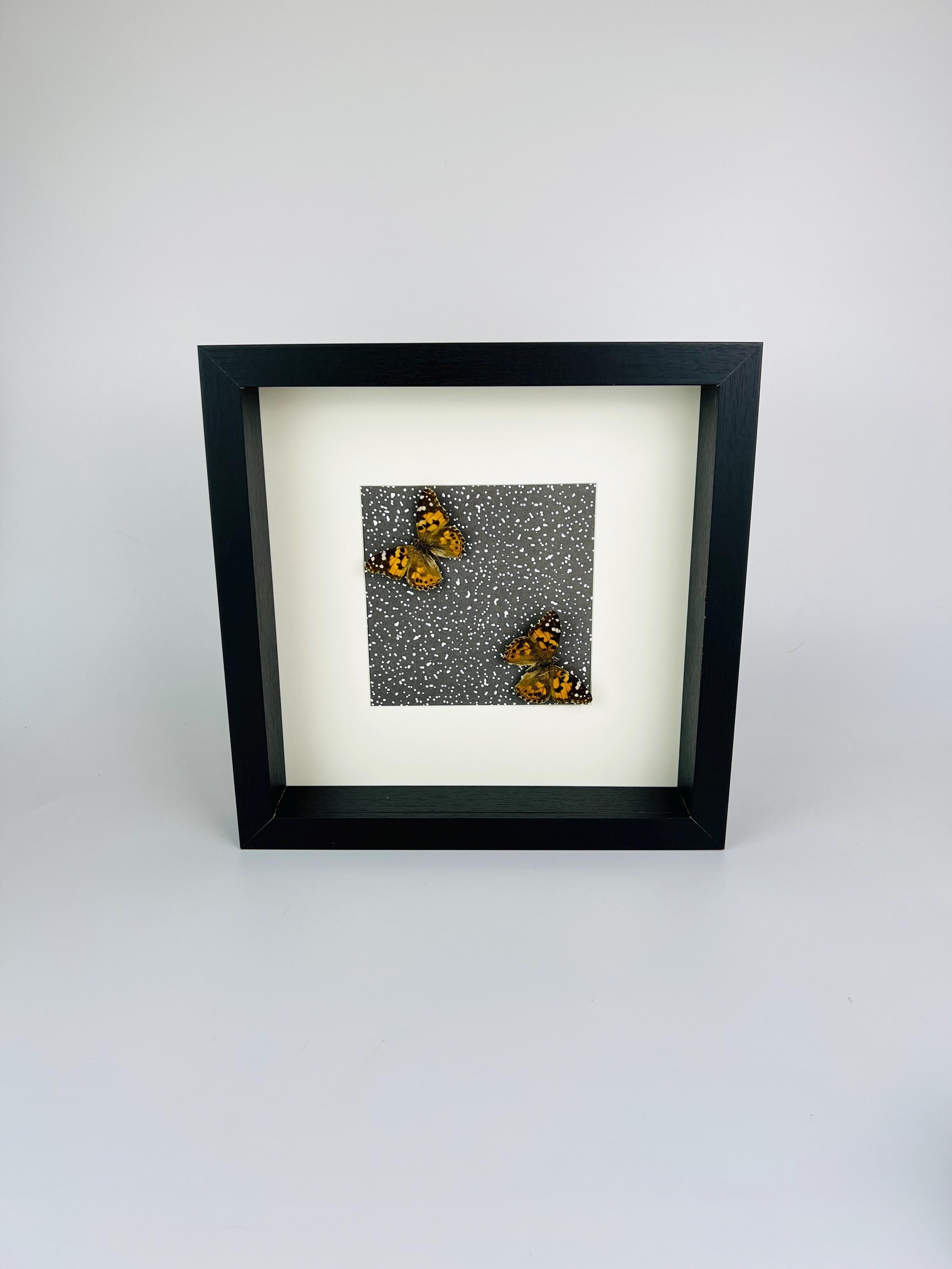 Vanessa Cardui op print in lijst