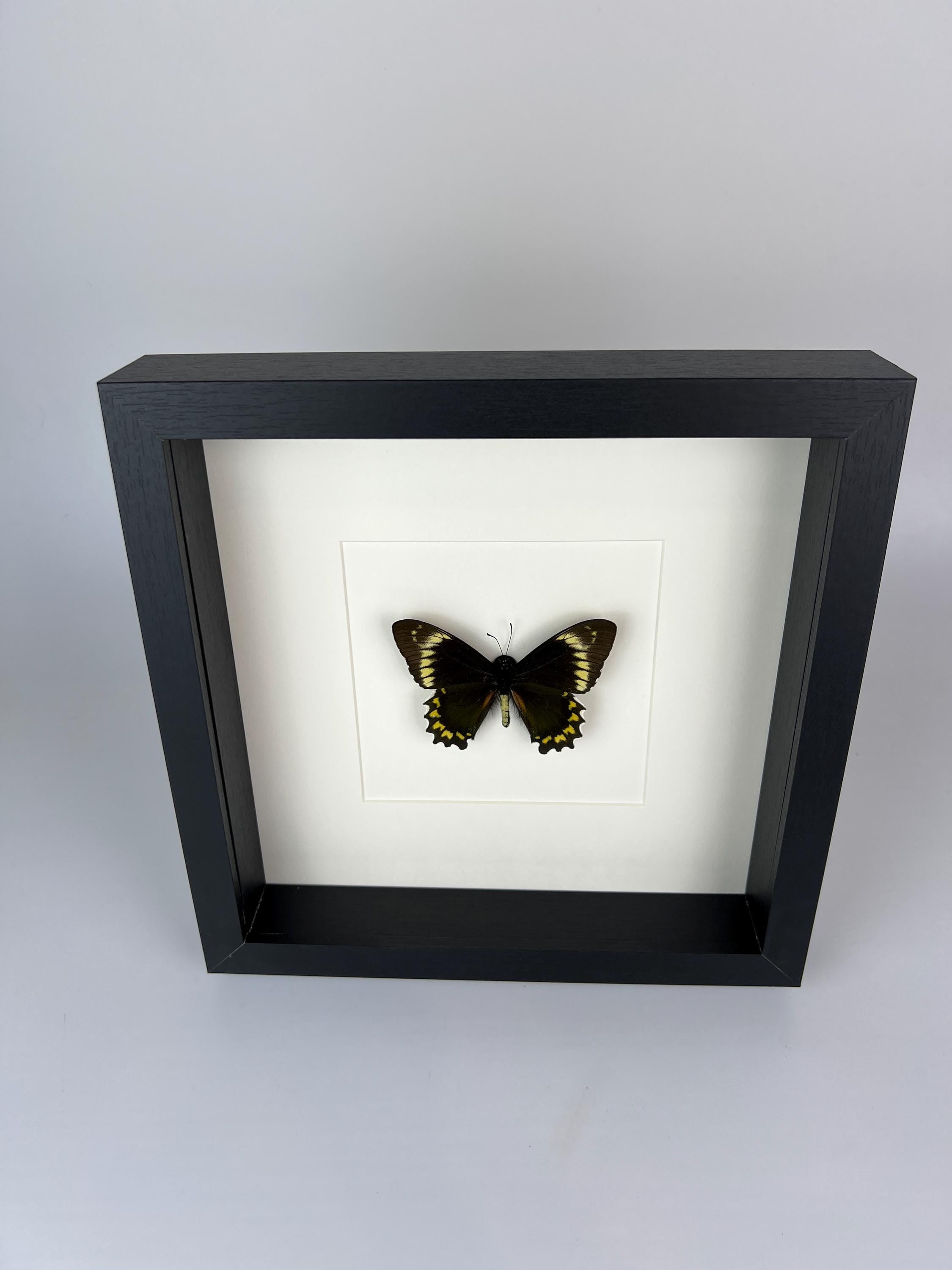 Battus Madyes Chlorodamas in lijst