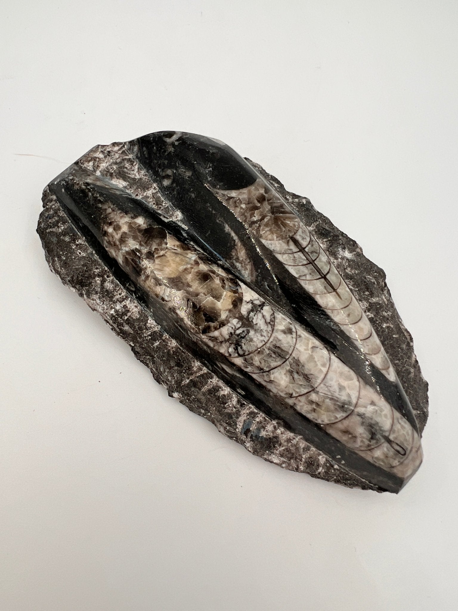 Orthoceras – Fossil von KEY LIME STORE