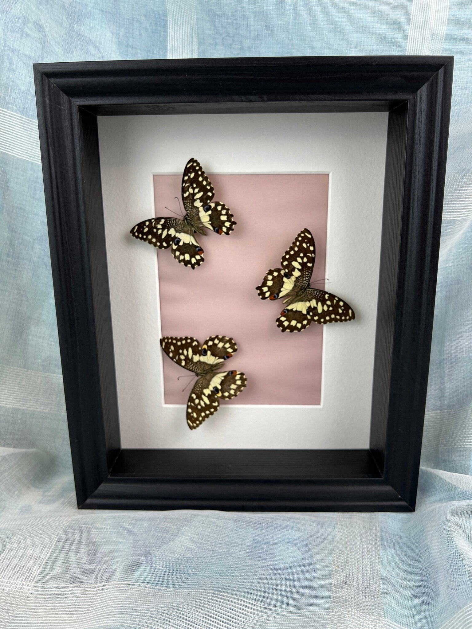 Papilio Demoleus in einem Rahmen von KEY LIME STORE