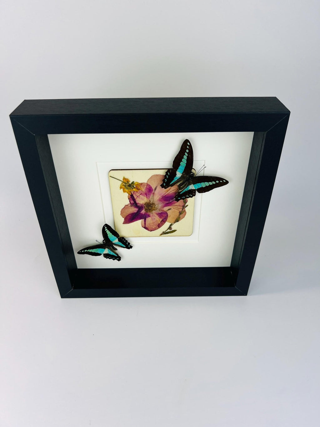 Graphium Sarpedon mit Trockenblumen auf MDF in einem Rahmen von KEY LIME STORE