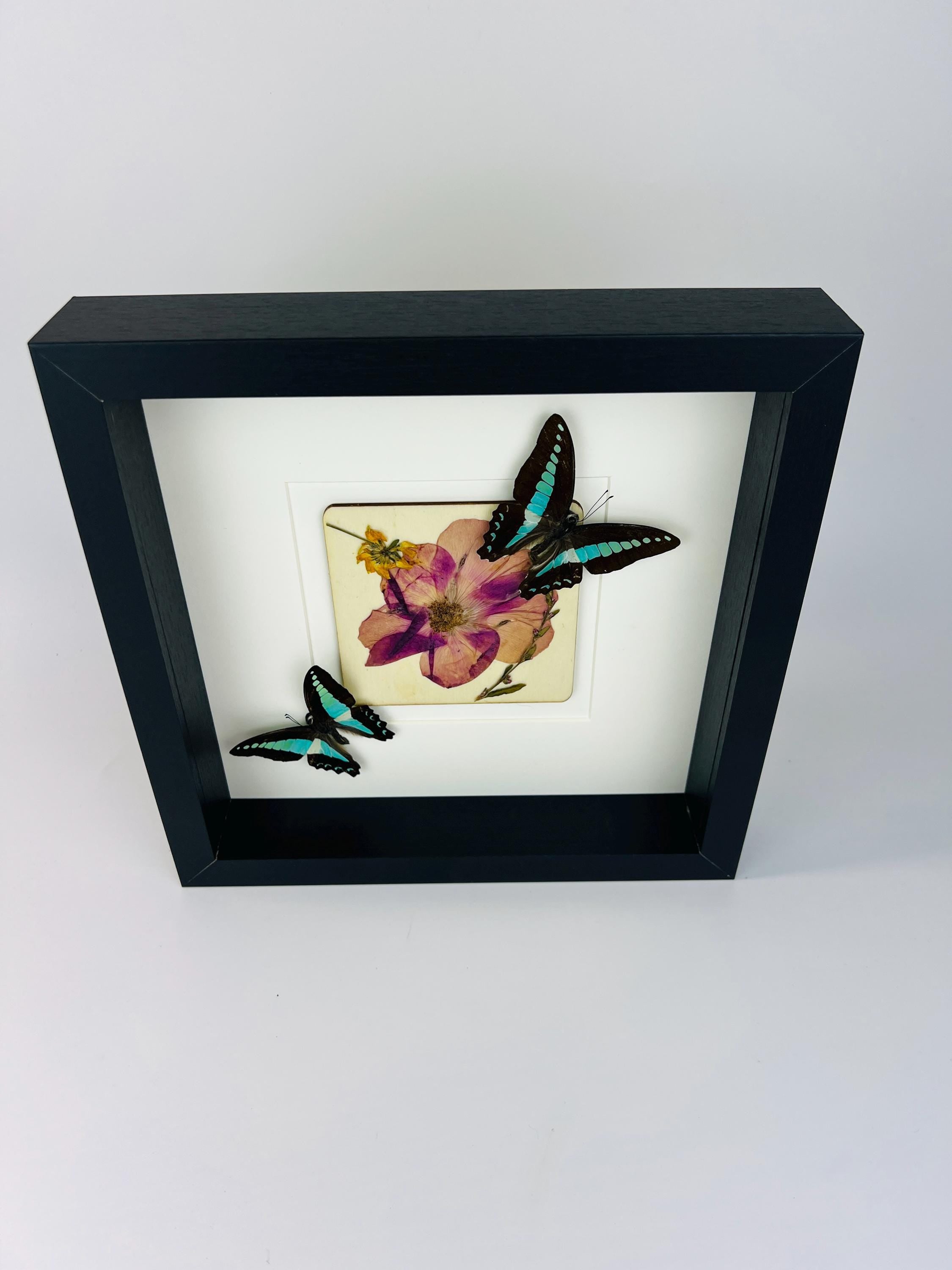 Graphium Sarpedon mit Trockenblumen auf MDF in einem Rahmen