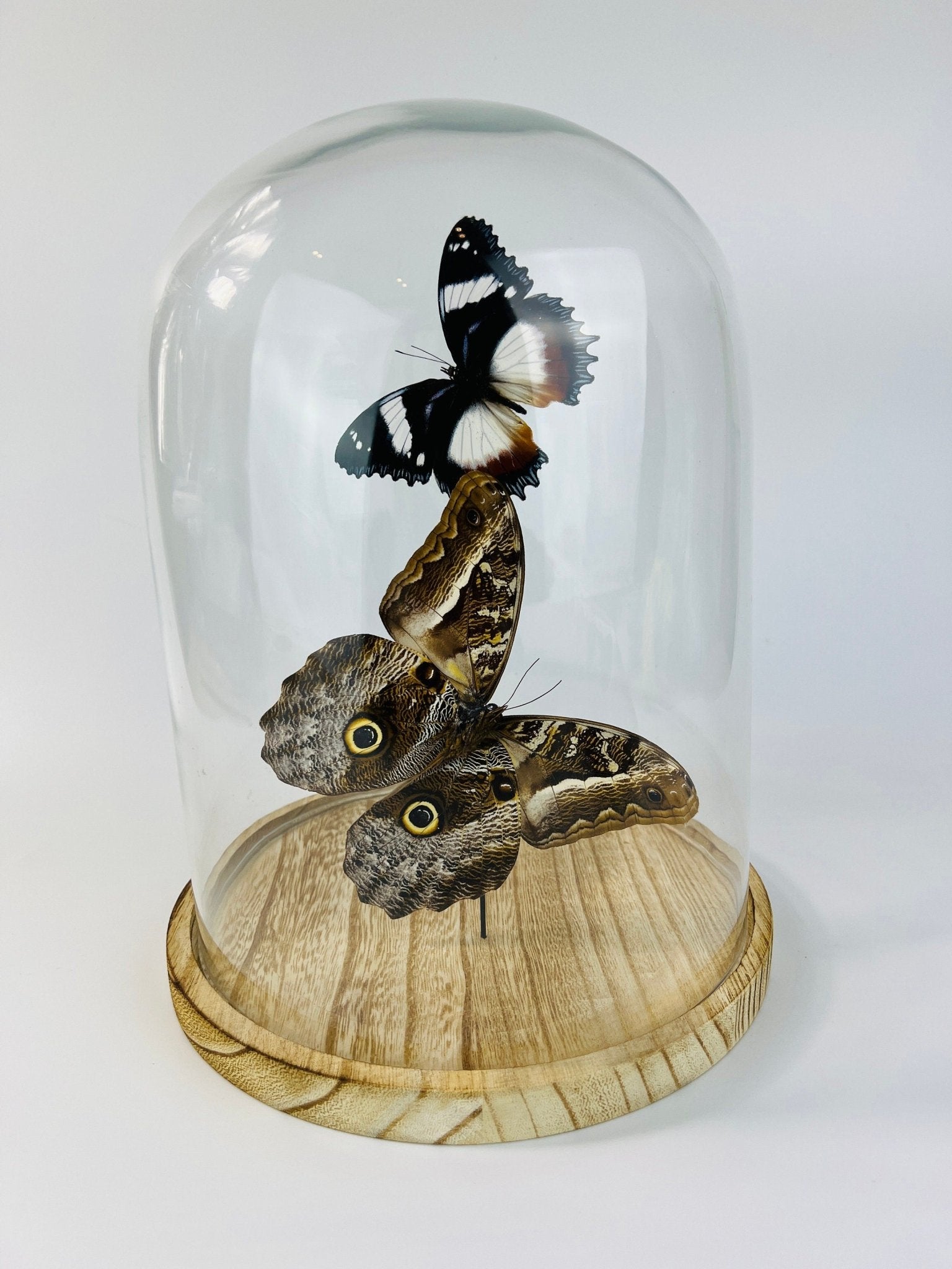 Hypolimnas Dexithea en Caligo in stolp by KEY LIME STORE