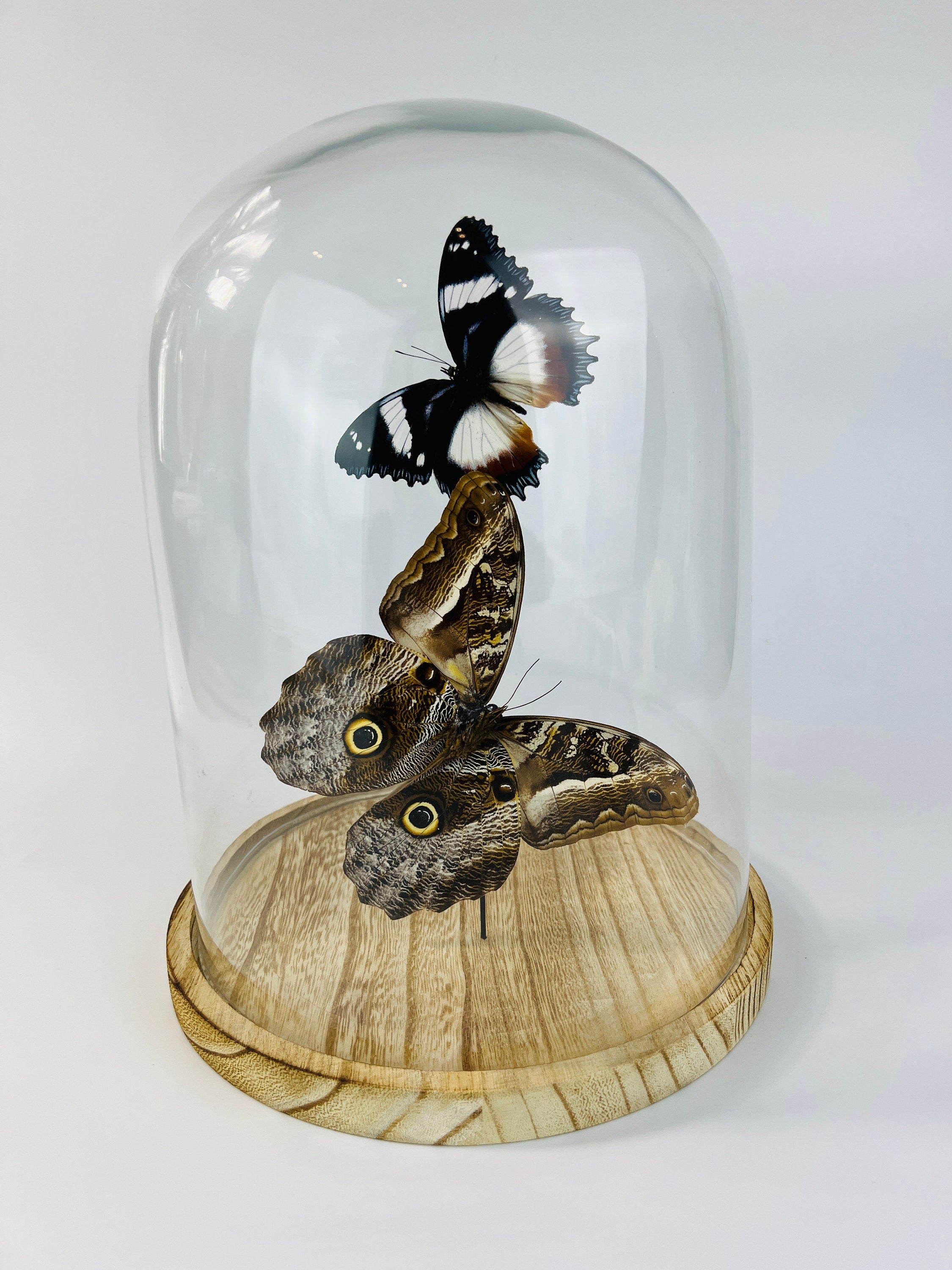 Hypolimnas Dexithea en Caligo in stolp