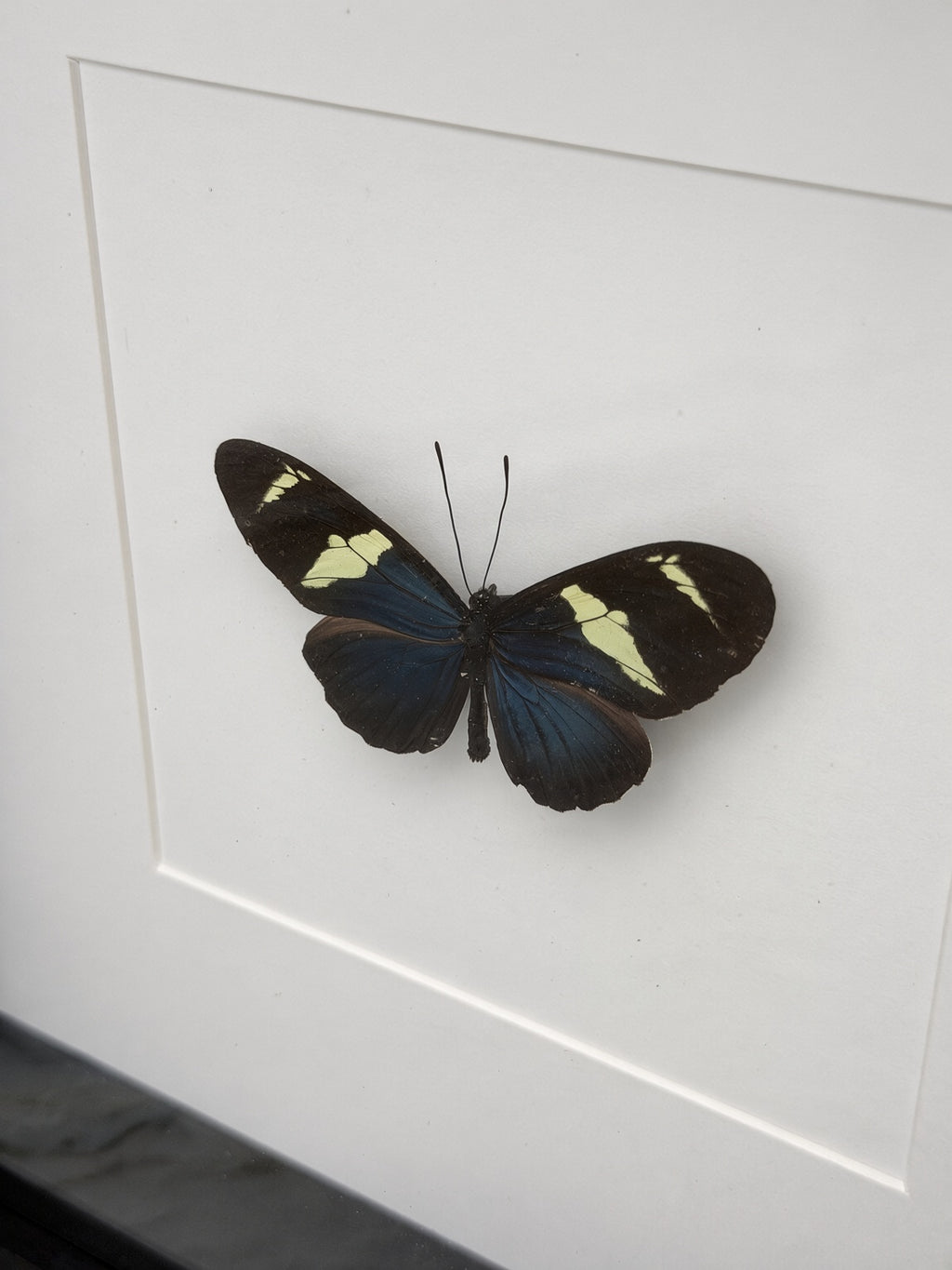 A black and yellow butterfly with intricate wing patterns is displayed on a white surface.