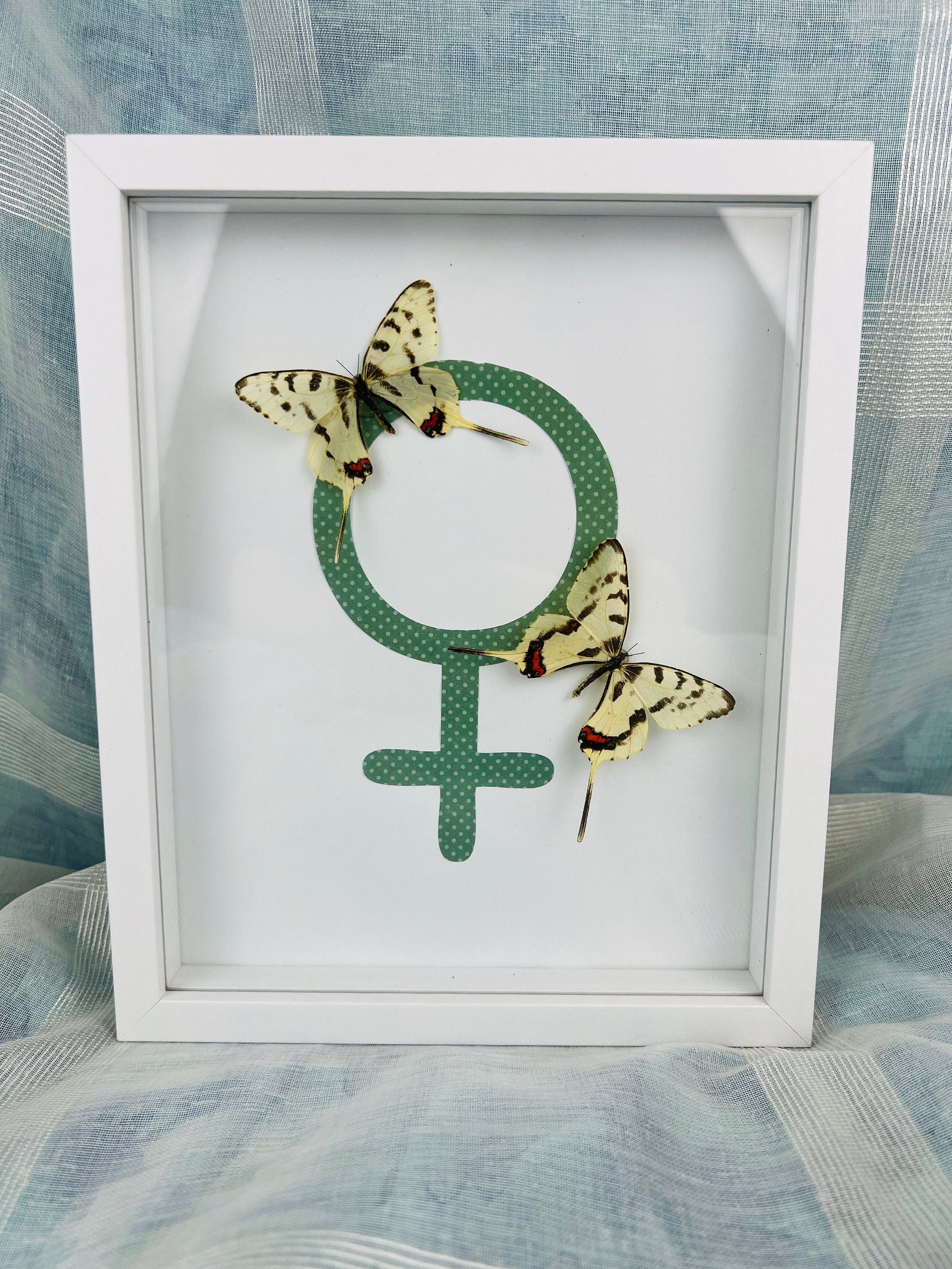 Sericinus Montela op venussymbool in lijst