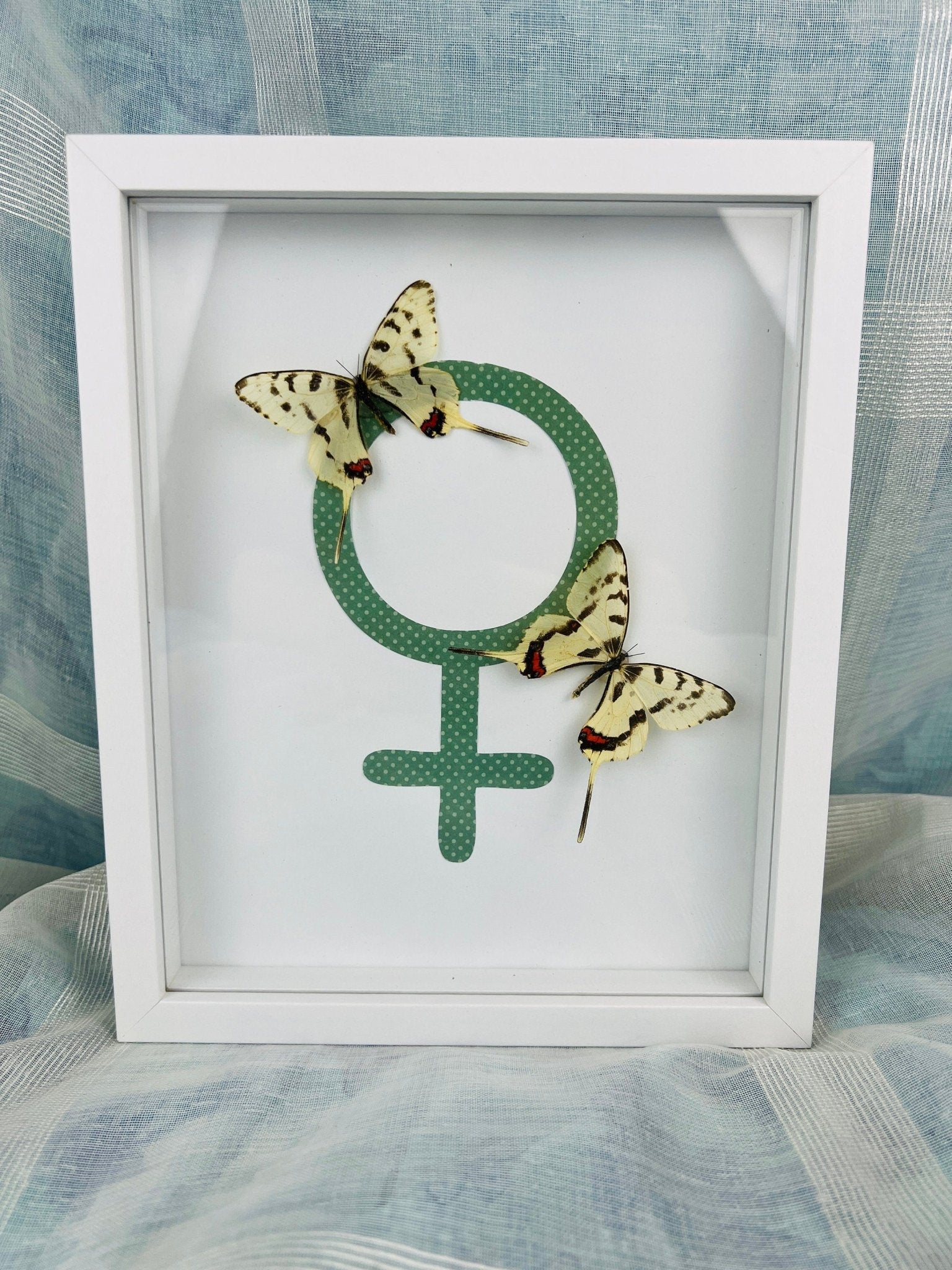 Sericinus Montela auf einem Venus-Symbol in einem Rahmen von KEY LIME STORE