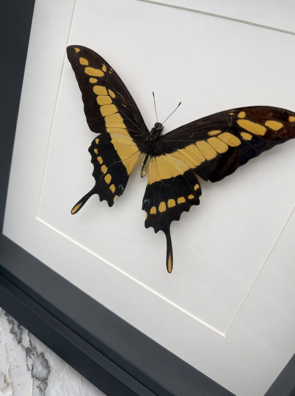 A framed image of a black and yellow butterfly with its wings spread wide, showcasing its intricate patterns and vibrant colors.