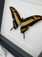 A framed image of a black and yellow butterfly with its wings spread wide, showcasing its intricate patterns and vibrant colors.