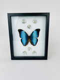 Morpho Deidamia mit Glitzerblumen im Rahmen von KEY LIME STORE