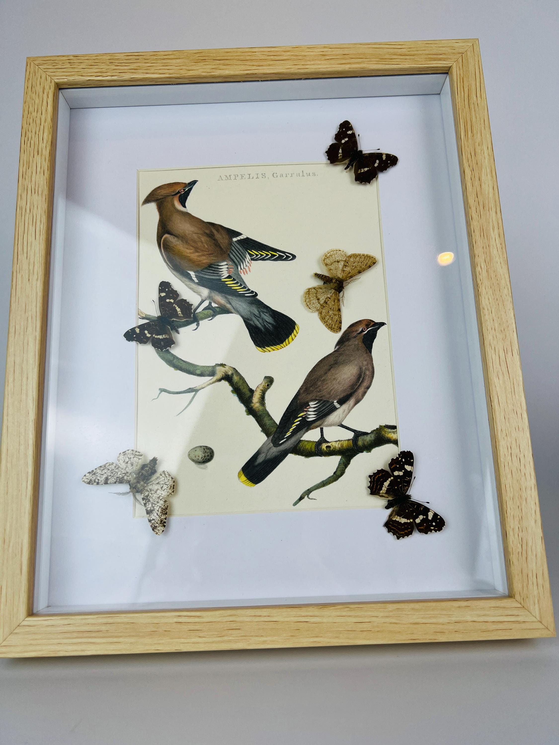 Schmetterlinge auf einem Vintage-Botanikdruck in einem Rahmen