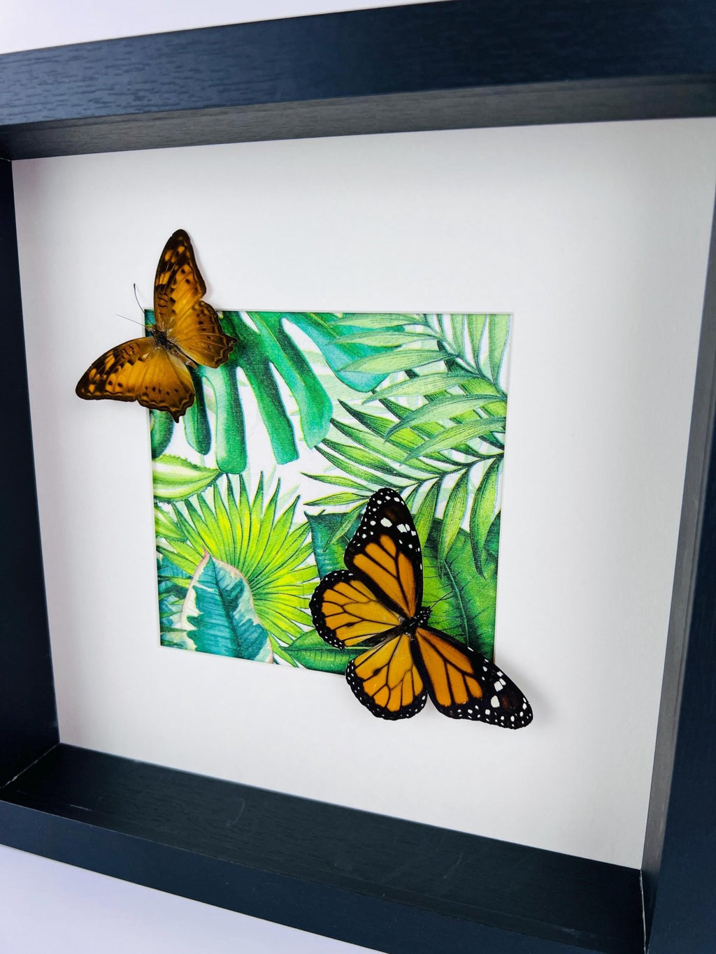 Vagrans Egista und Danaus Plexippus im Rahmen von KEY LIME STORE