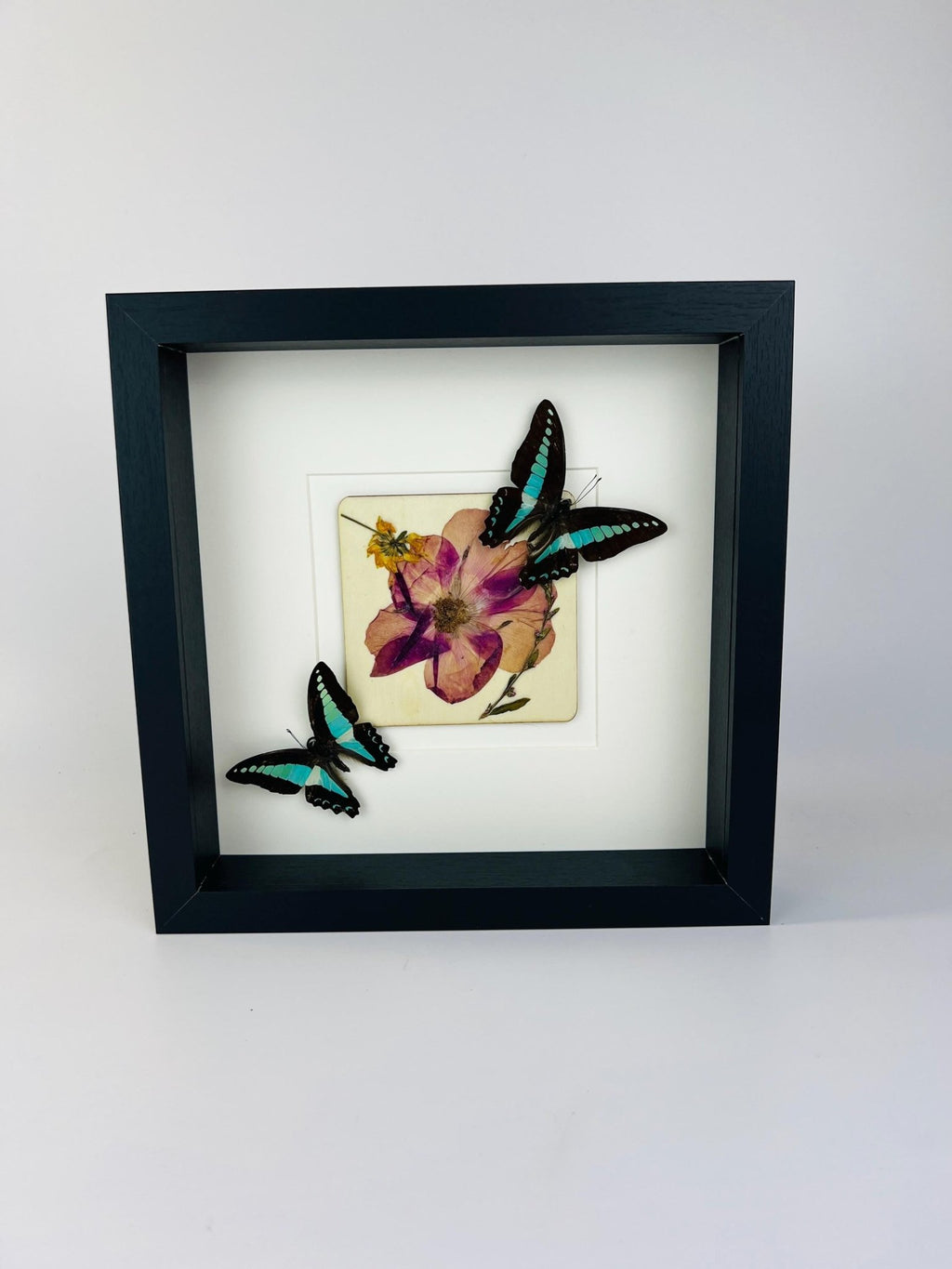 Graphium Sarpedon mit Trockenblumen auf MDF in einem Rahmen von KEY LIME STORE