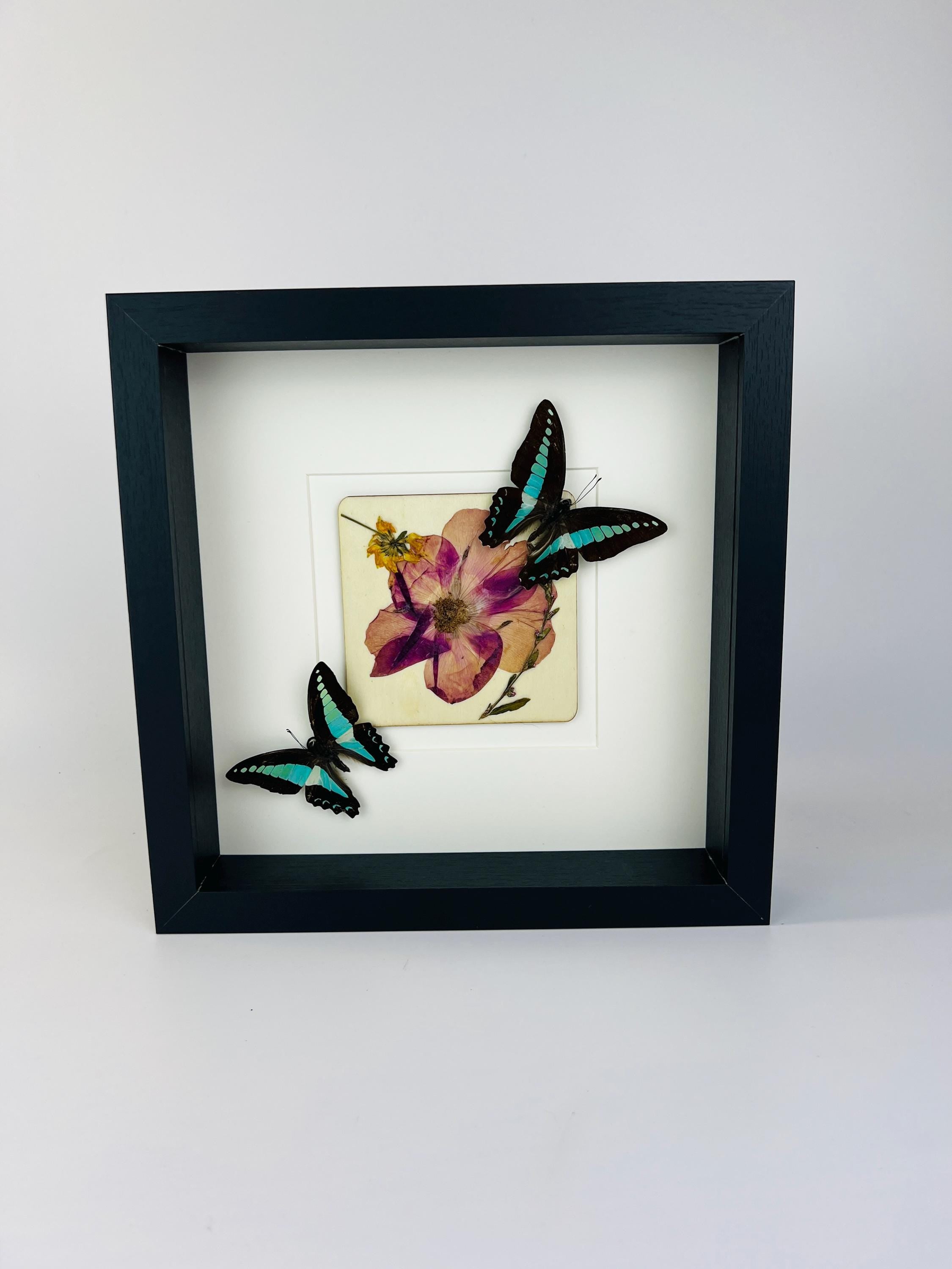 Graphium Sarpedon mit Trockenblumen auf MDF in einem Rahmen