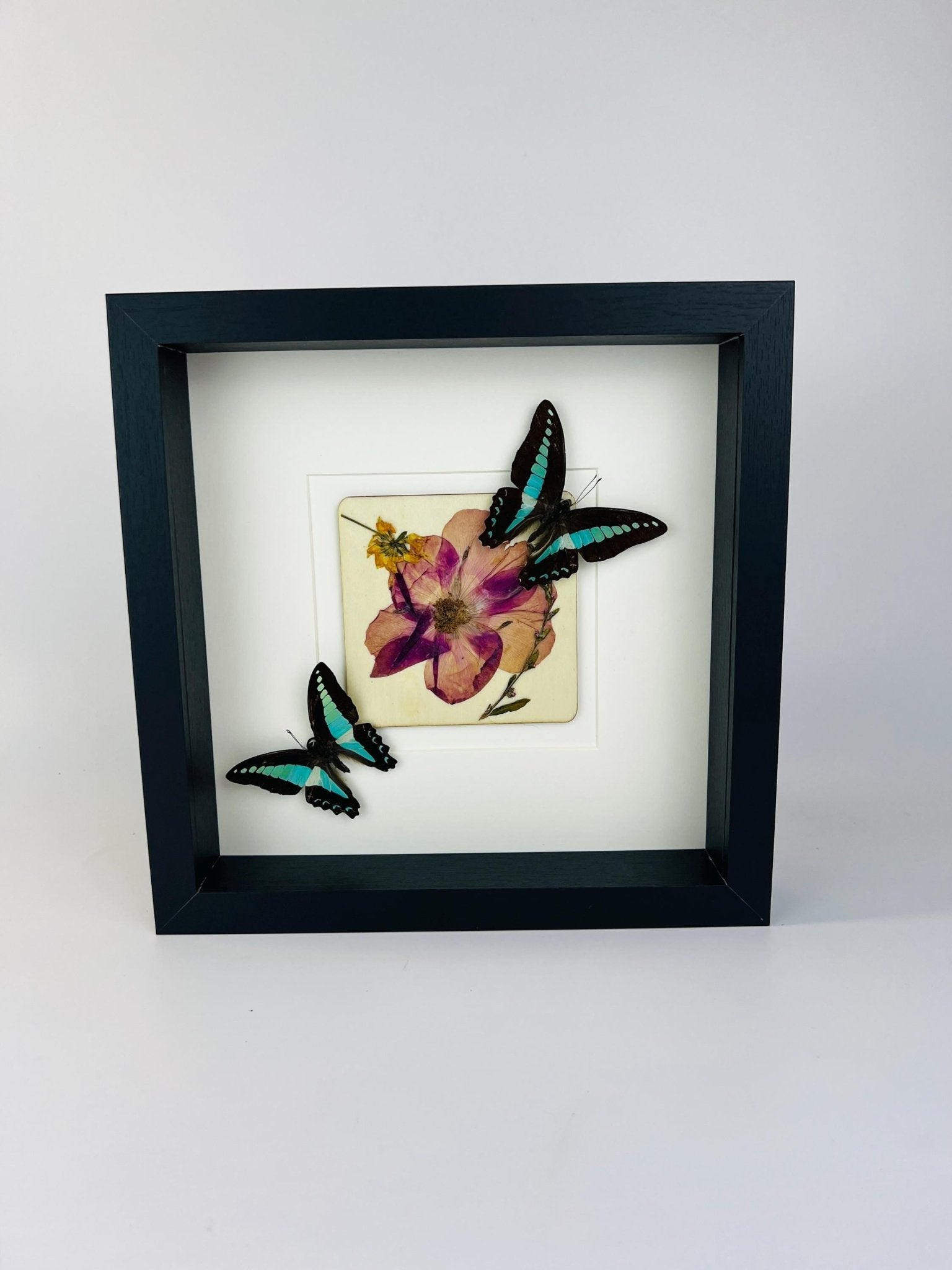 Graphium Sarpedon mit Trockenblumen auf MDF in einem Rahmen von KEY LIME STORE