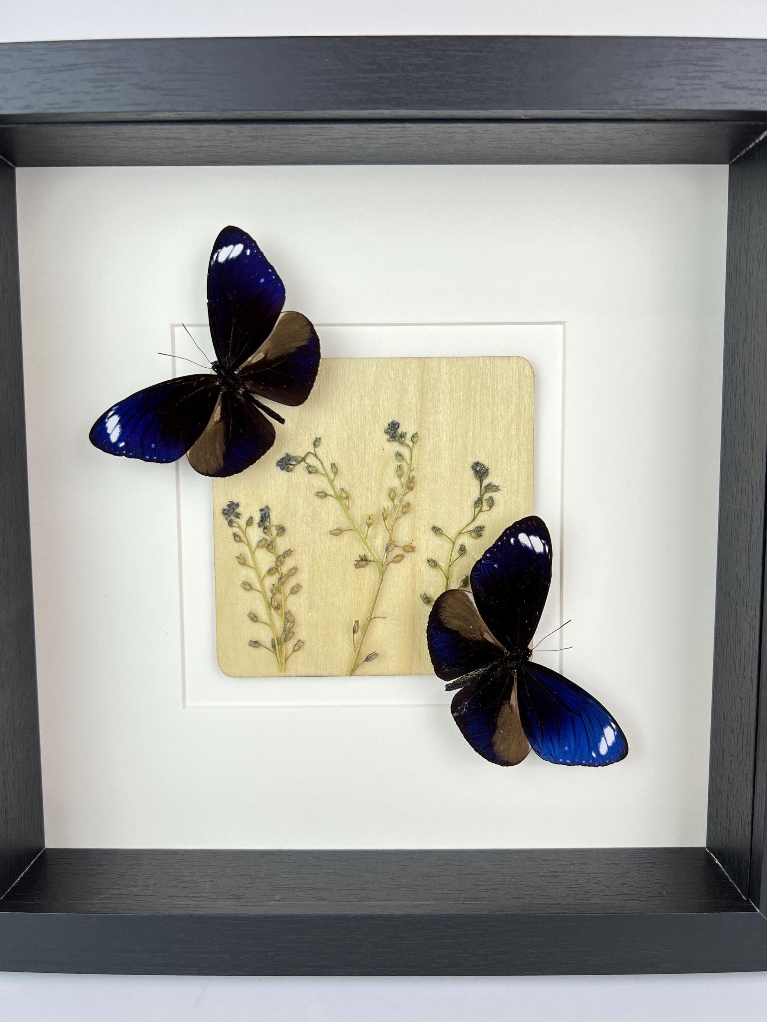 Euploea Mulciber mit Trockenblumen in einem Rahmen von KEY LIME STORE