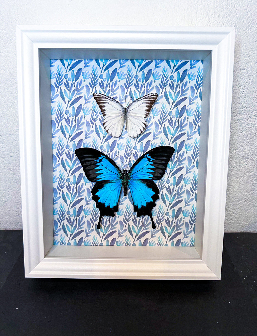 Papilio Ulysses und Appias Hombroni in einem Rahmen mit Druck von KEY LIME STORE
