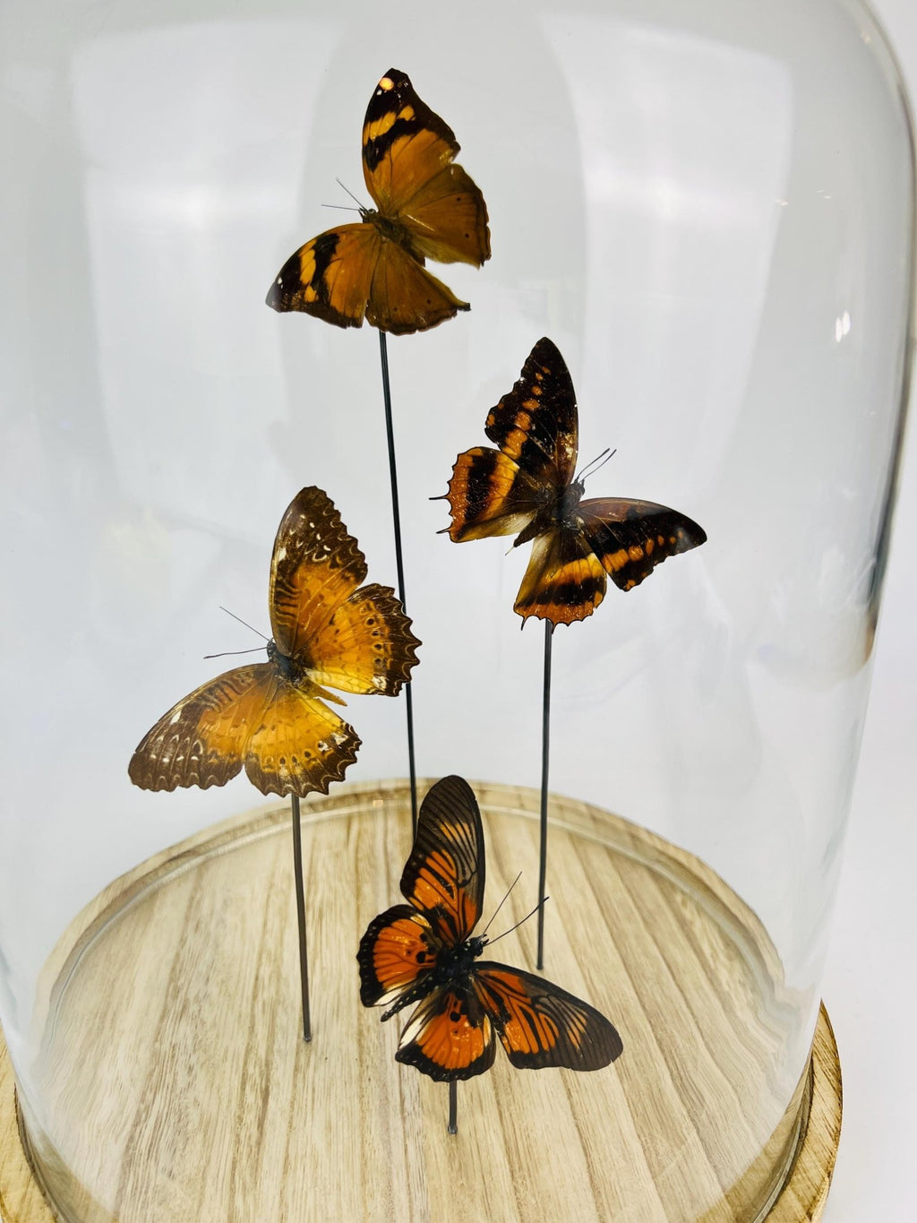 Doleschallia bisaltide, Charaxes cynthia, Cethosia biblis und Pseudacraea clarkii im Glas von KEY LIME STORE