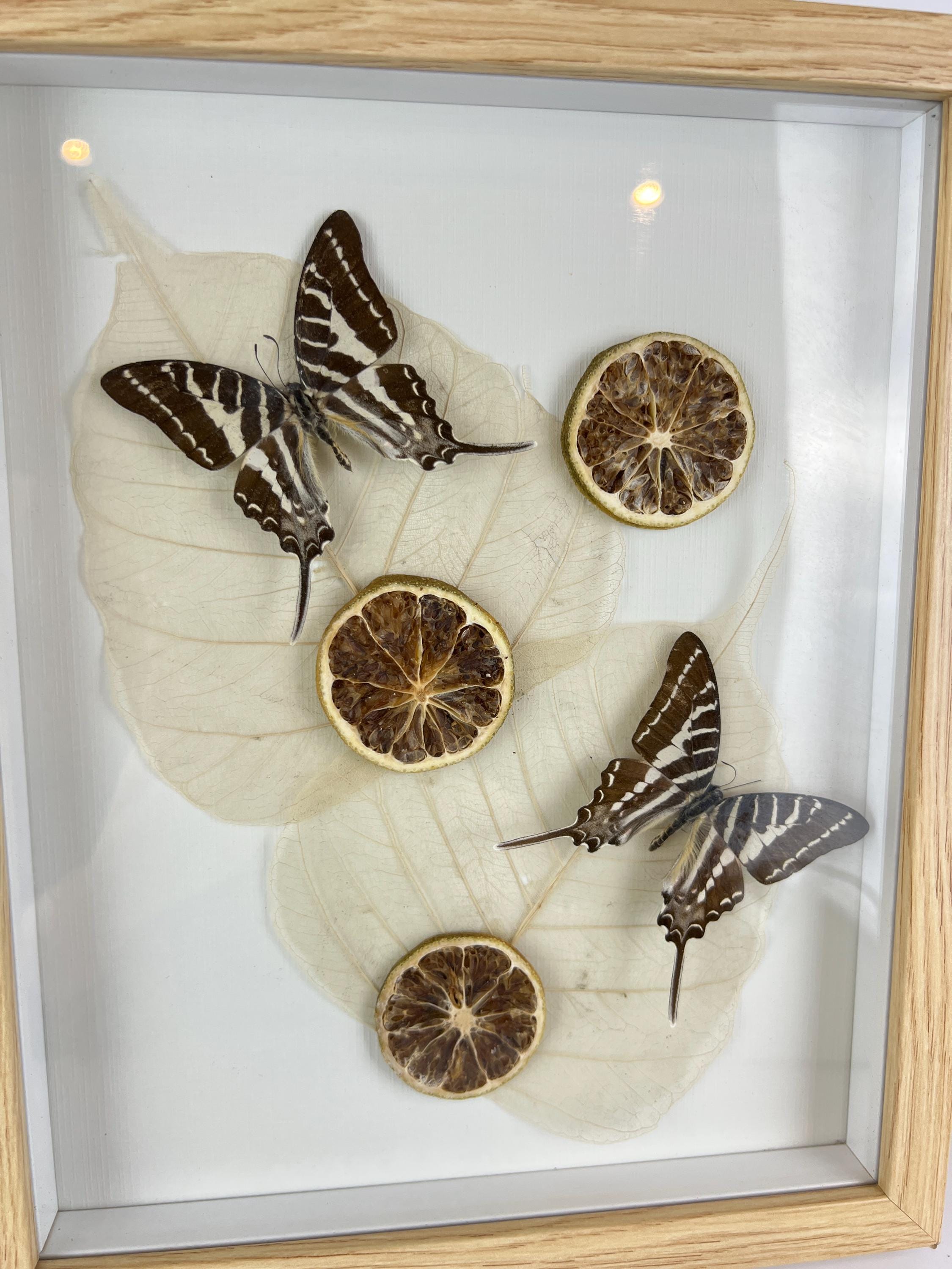 Graphium Rhesus mit getrockneten Verzierungen im Rahmen