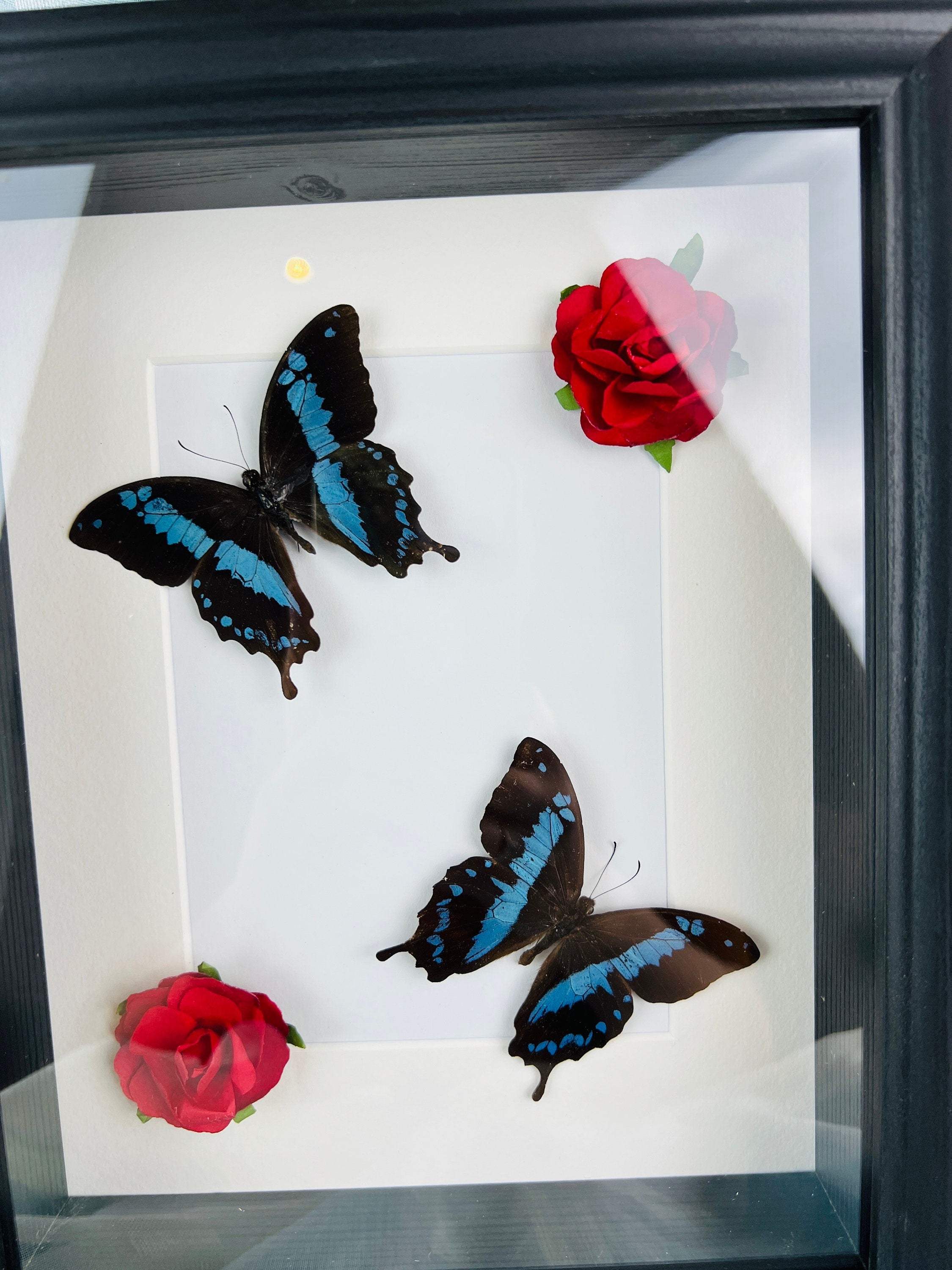 Papilio Oribazus met rozen in lijst