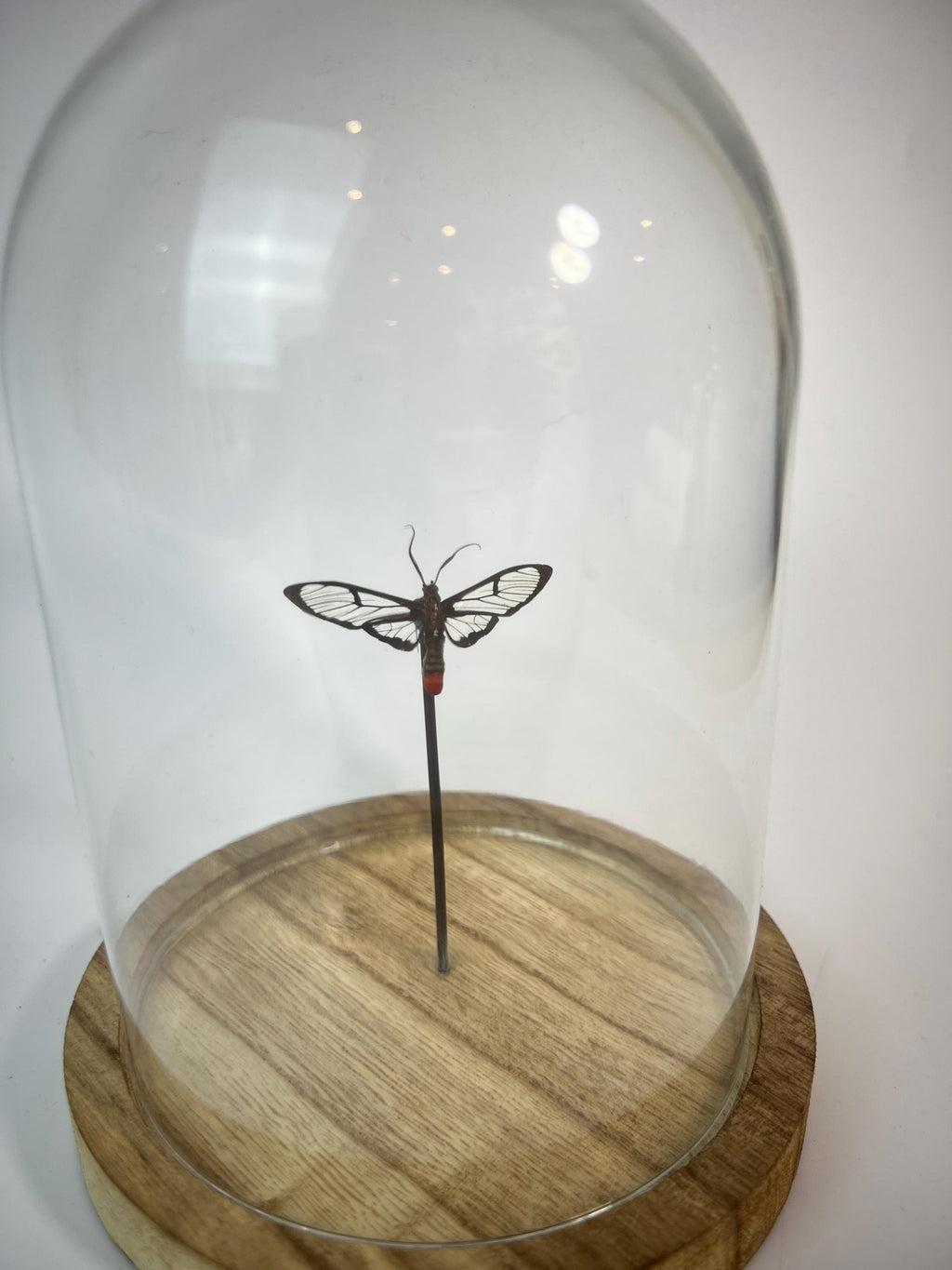 Schmetterling mit durchsichtigen Flügeln in einer Glasglocke von KEY LIME STORE