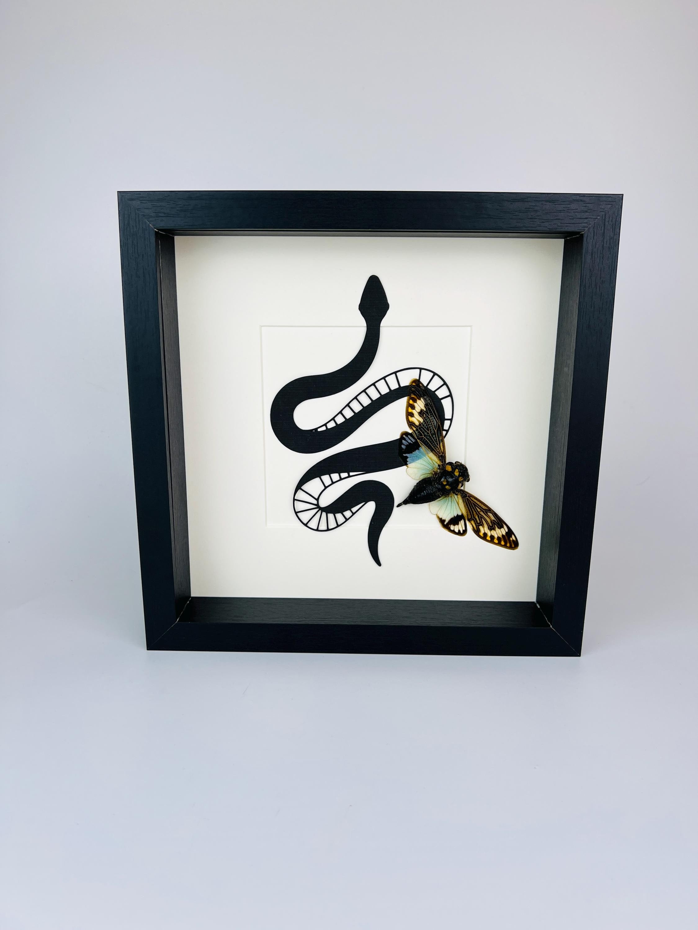 Tosena Splendida Cicade met slangenprint in lijst