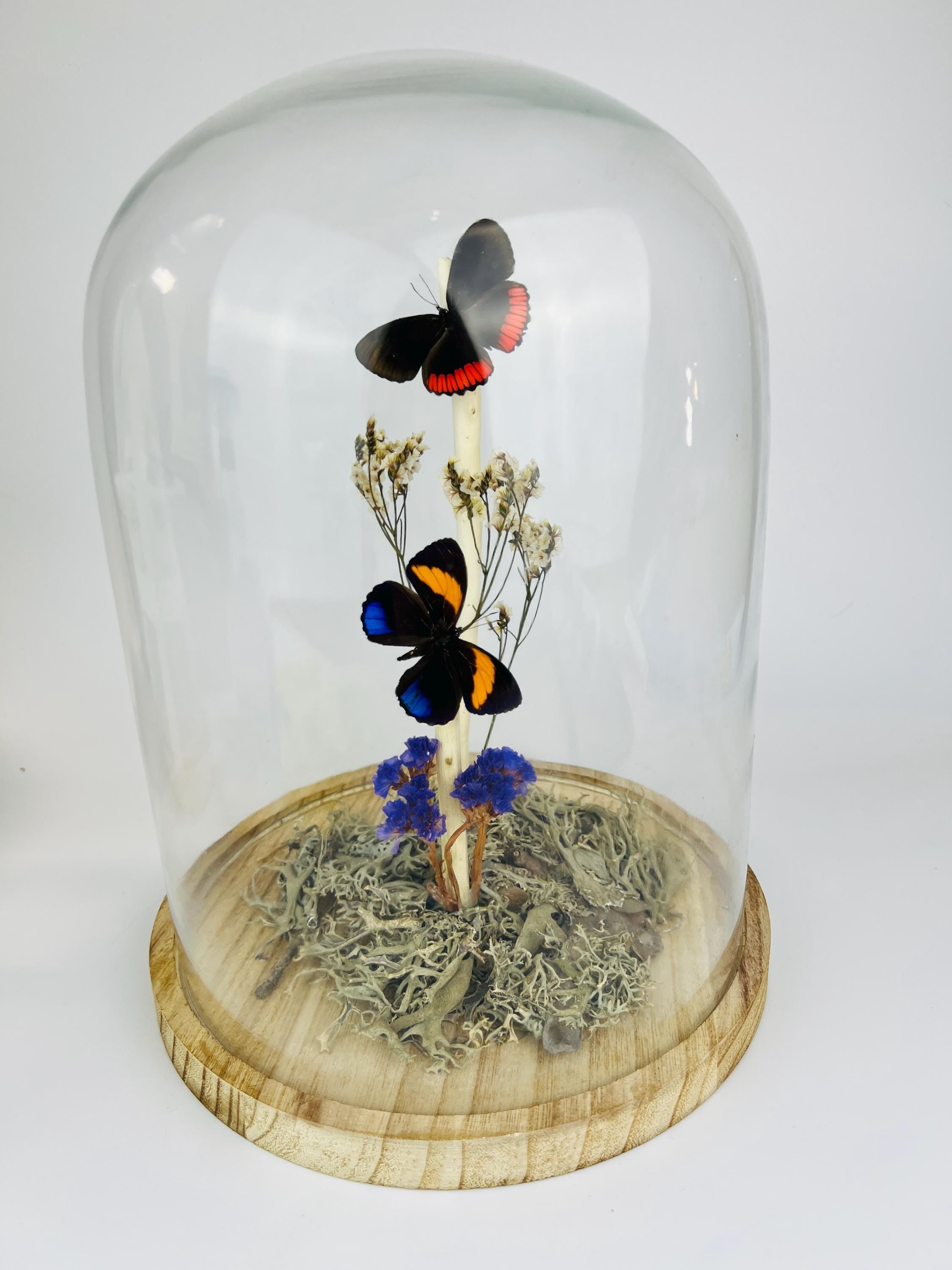 Callicore en Biblis Hyperia in stolp