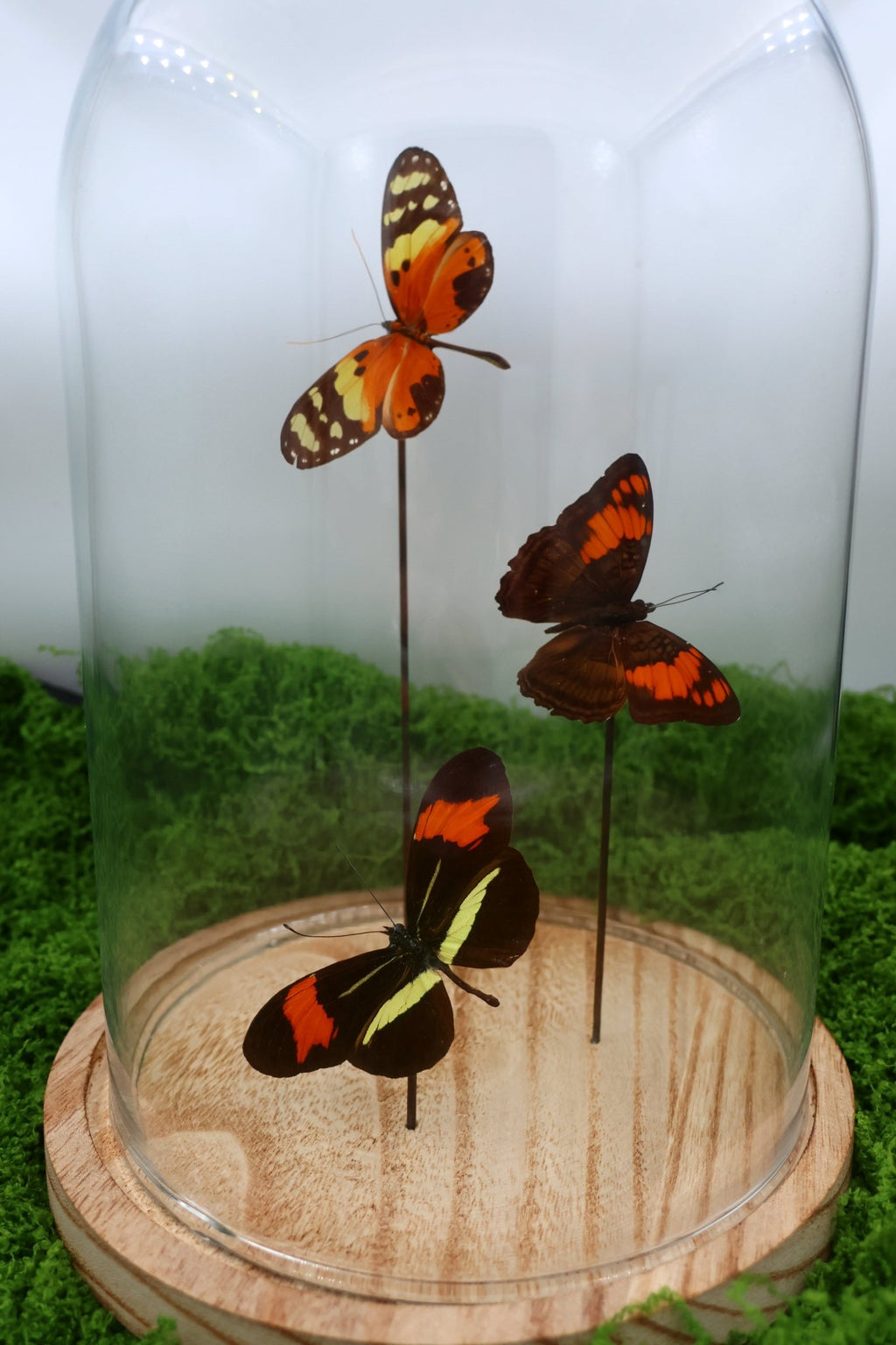 Melinaea, Adelpha und Heliconius in einer Glasglocke von KEY LIME STORE
