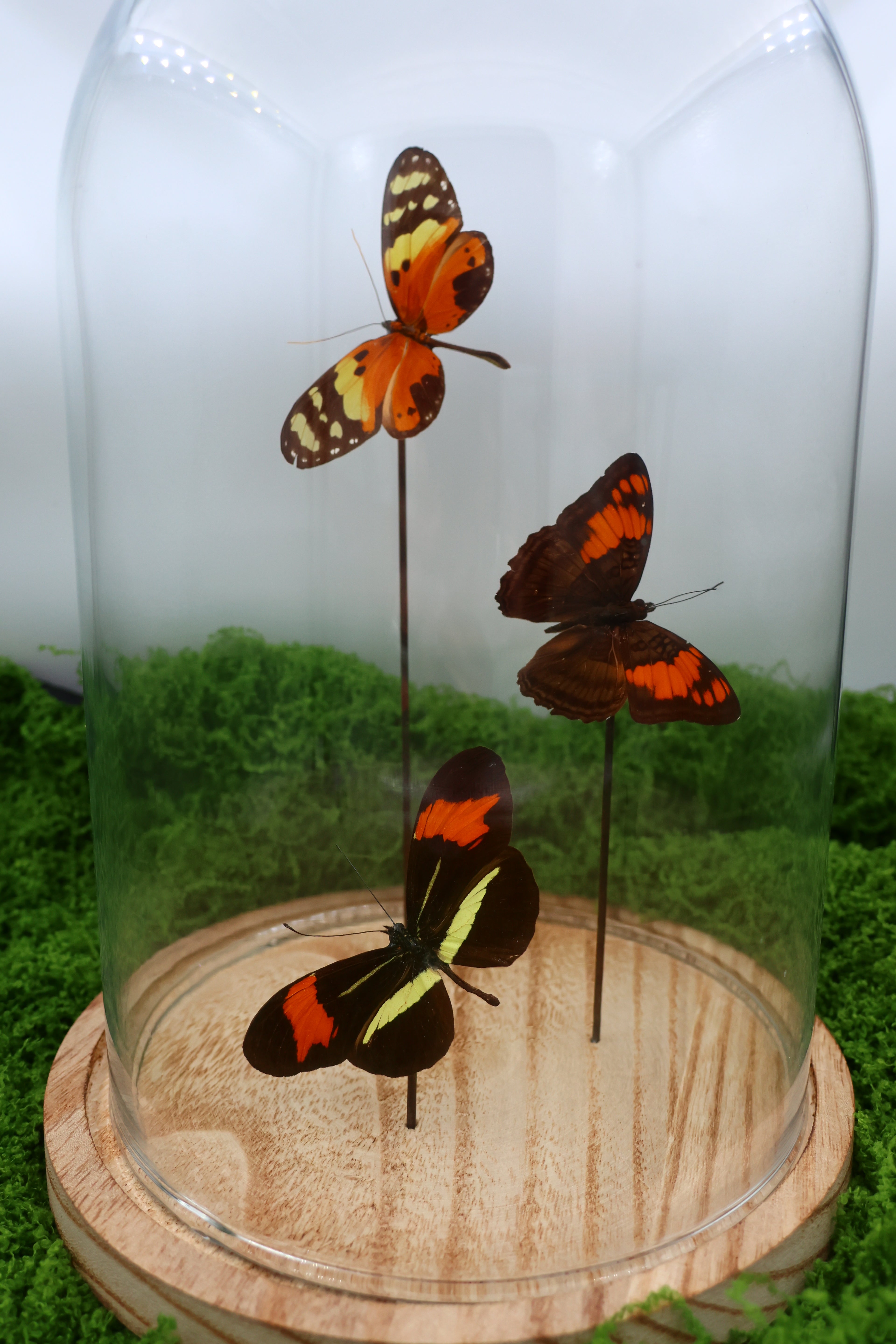 Melinaea, Adelpha en Heliconius in stolp