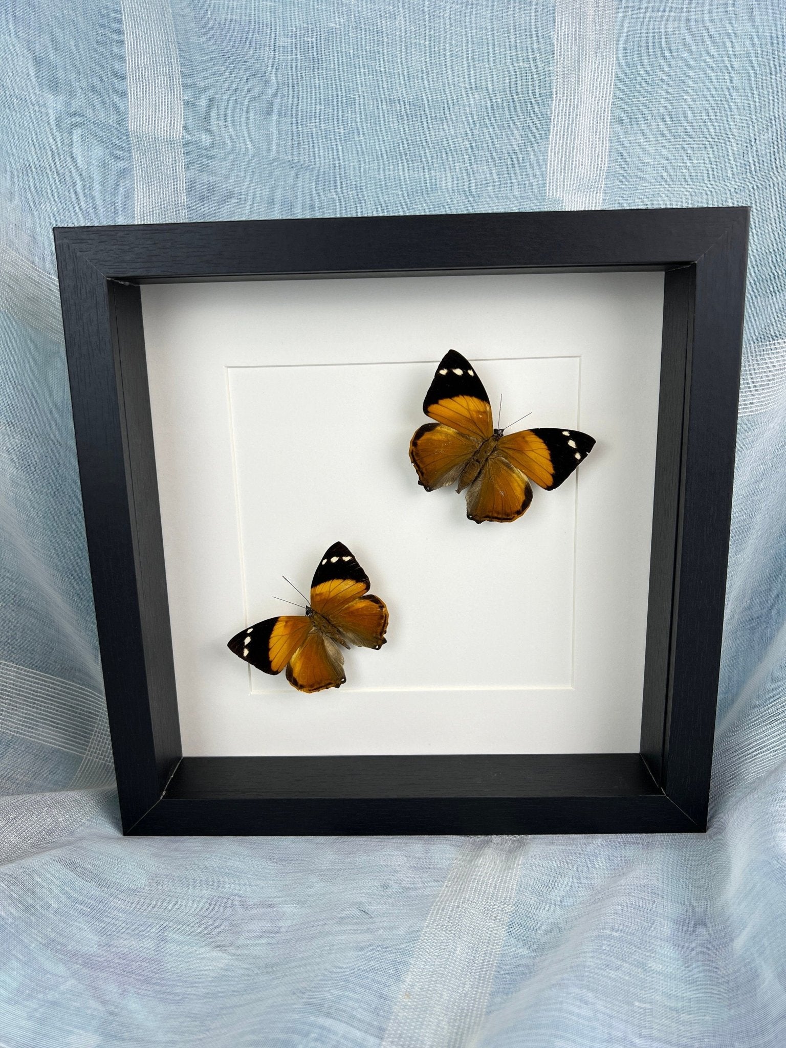 Smyrna Blomfieldia in lijst by KEY LIME STORE