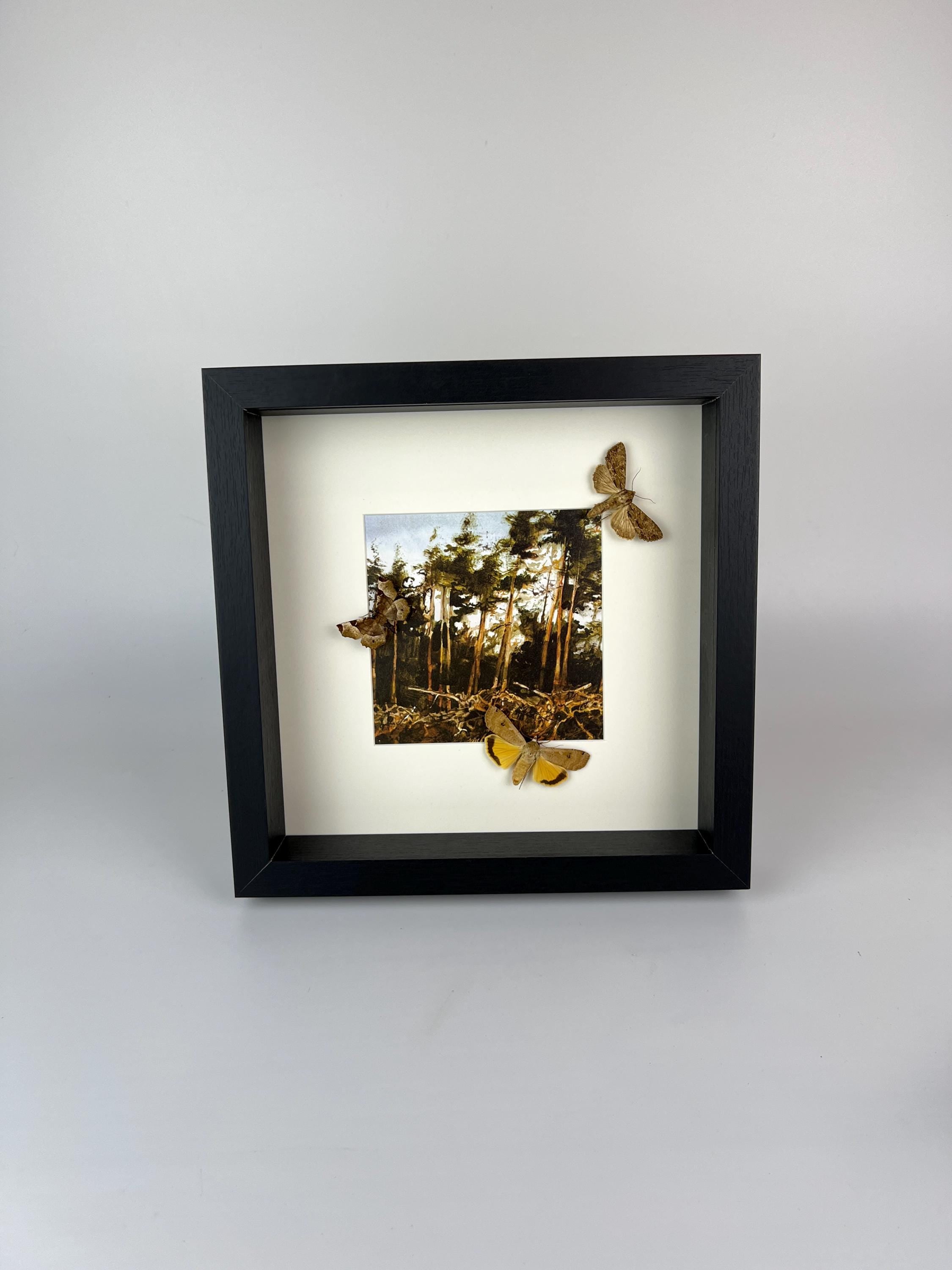 Motten auf Druck in einem Rahmen