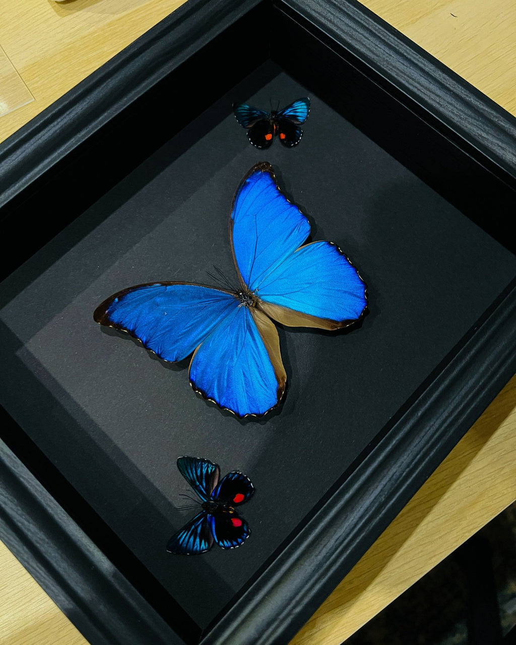 Morpho Didius und 2 Necyria in einem Rahmen von KEY LIME STORE