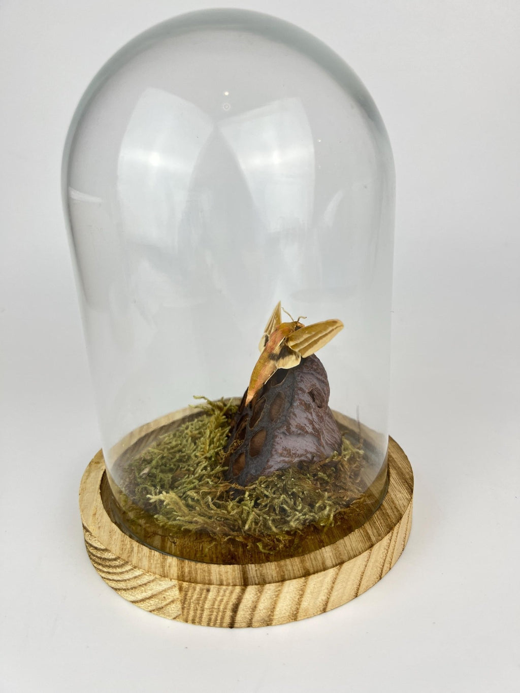 Hyles-Motte mit Moos und Lotusblüte in einer Glasglocke von KEY LIME STORE