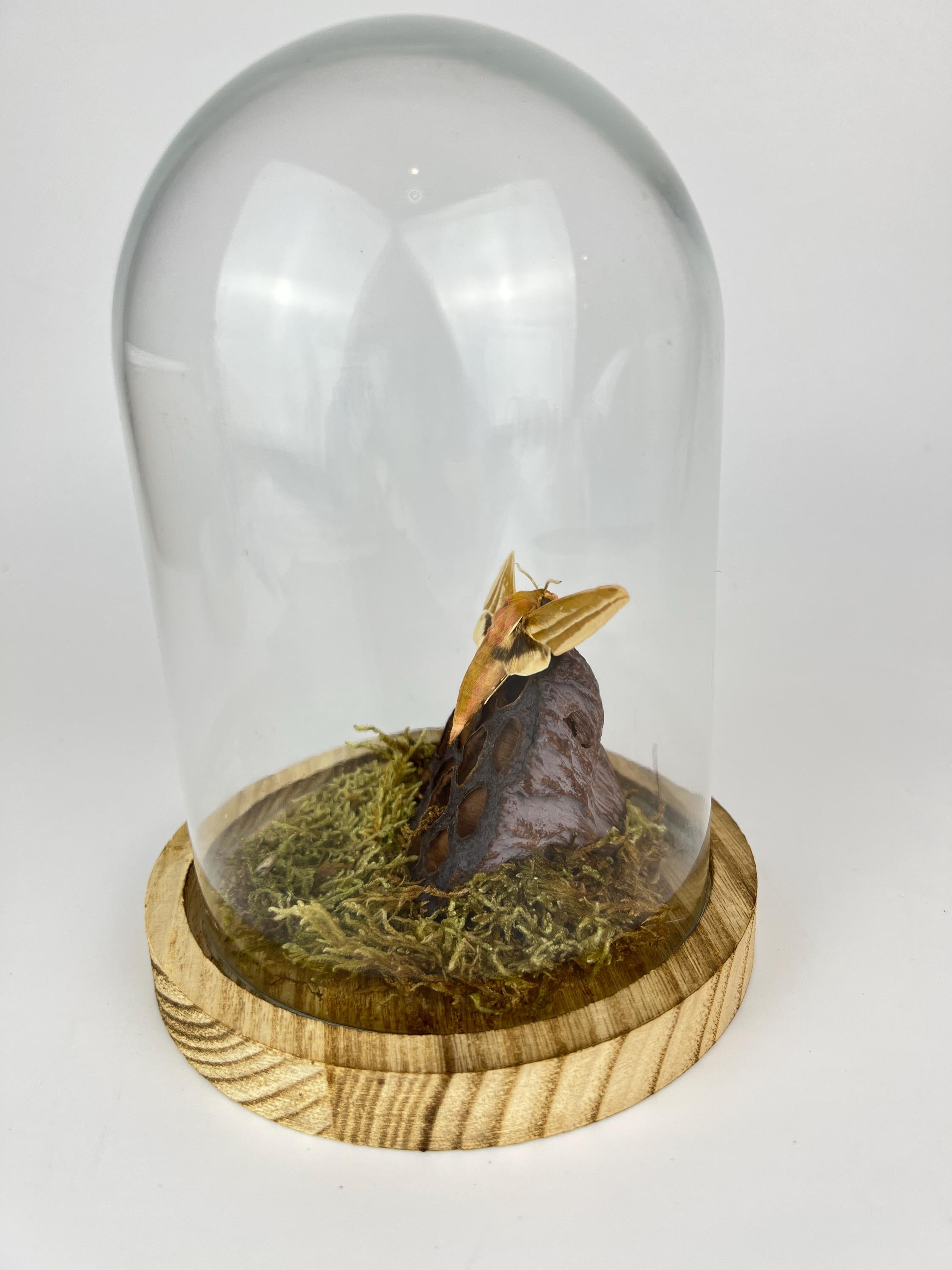 Echte vlinder | Hyles Mot met mos en lotusbloem in stolp (17x13cm)