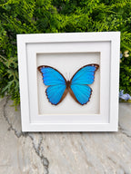 Opgezette vlinder in lijst Morpho Didius