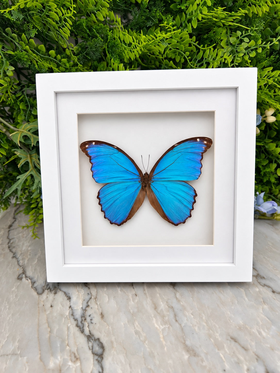 Opgezette vlinder in lijst Morpho Didius