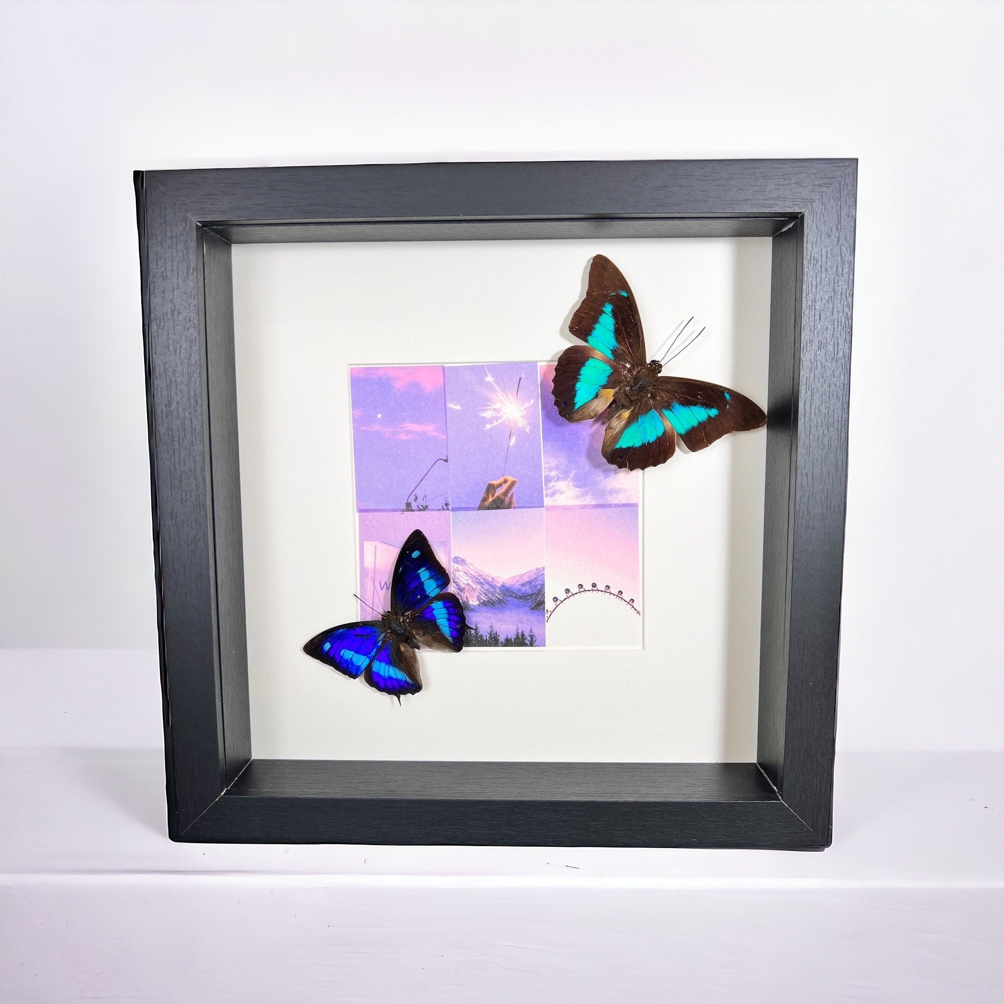 Archaeoprepona Demophon en Prepona Laertes op print in lijst