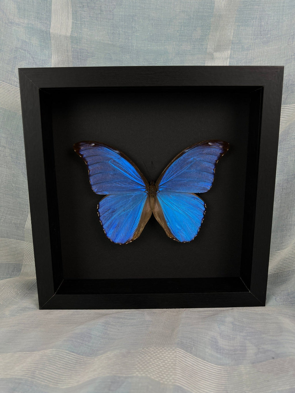Morpho Didius in einem Rahmen von KEY LIME STORE