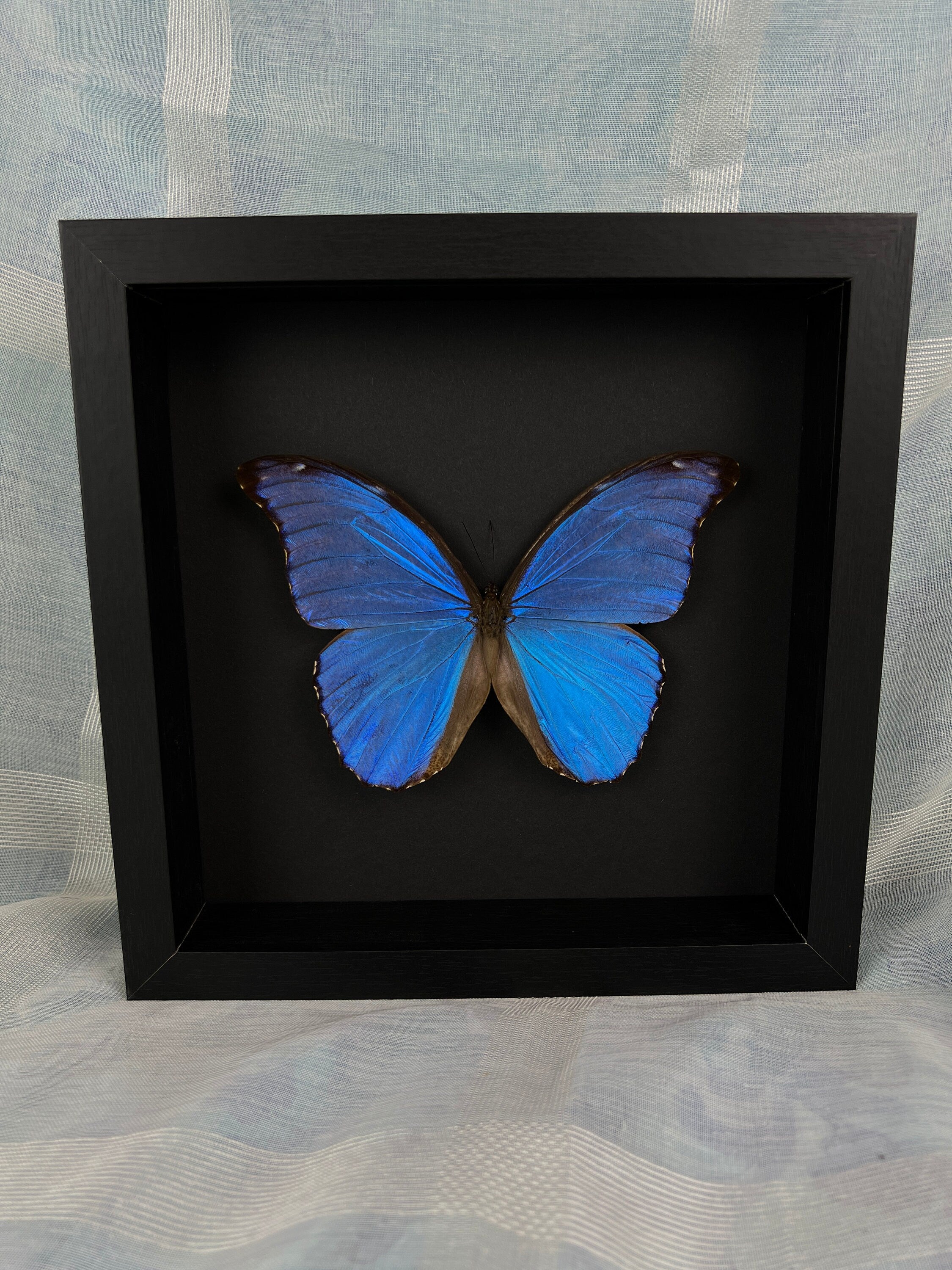 Morpho Didius in lijst