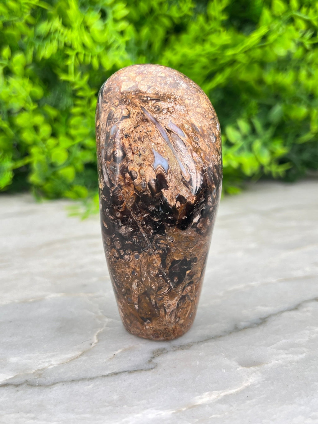 Rotes Palmenfossil, Freiform (8 cm) von KEY LIME STORE