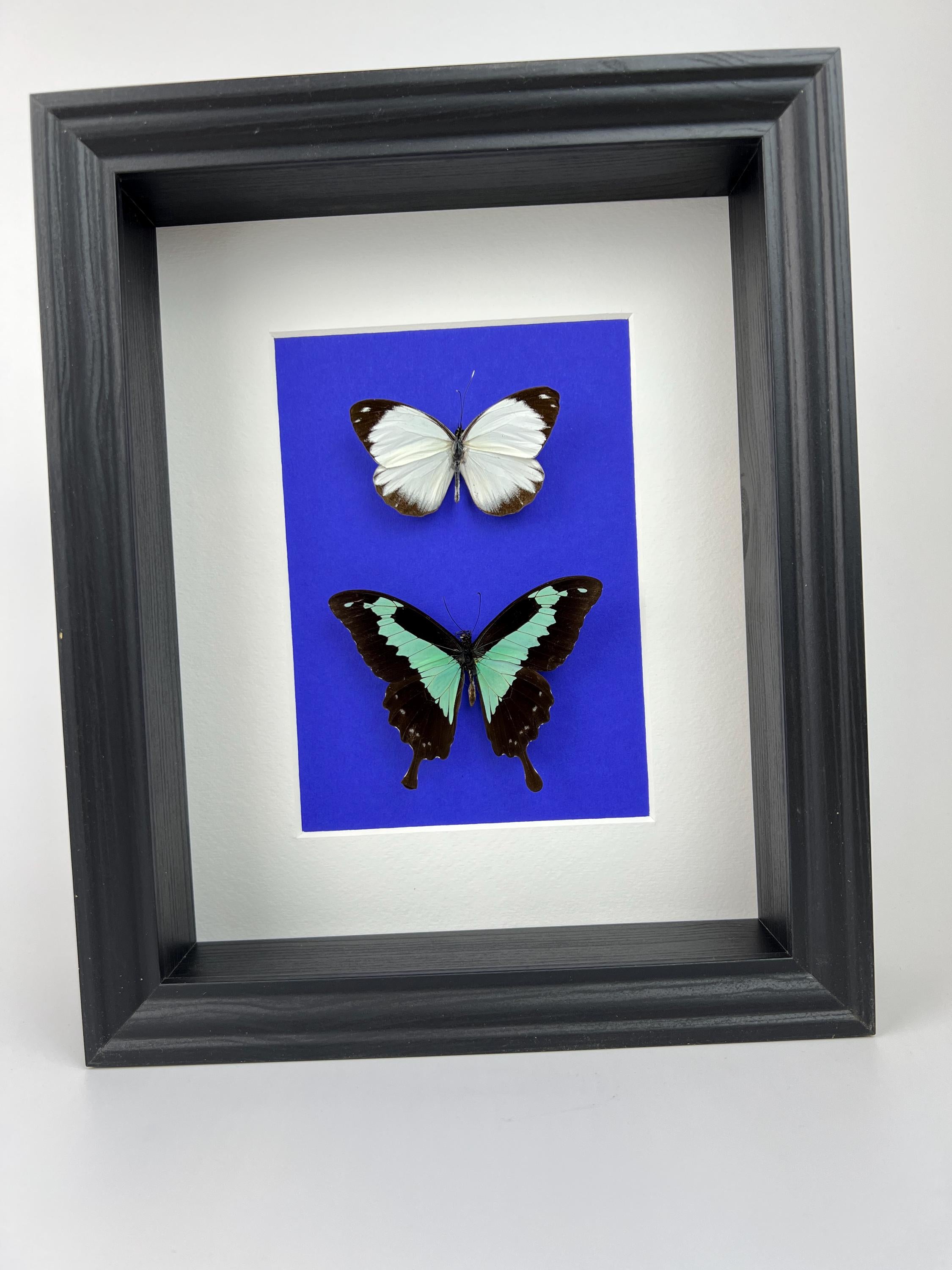 Papilio Phorcas und Appias im Rahmen